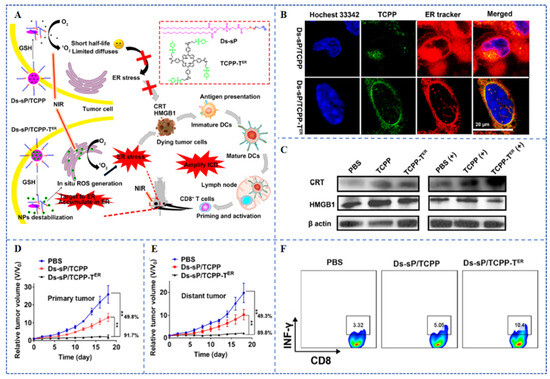 Photodynamic Therapy-Induced Anti-Tumor Immunity: Influence