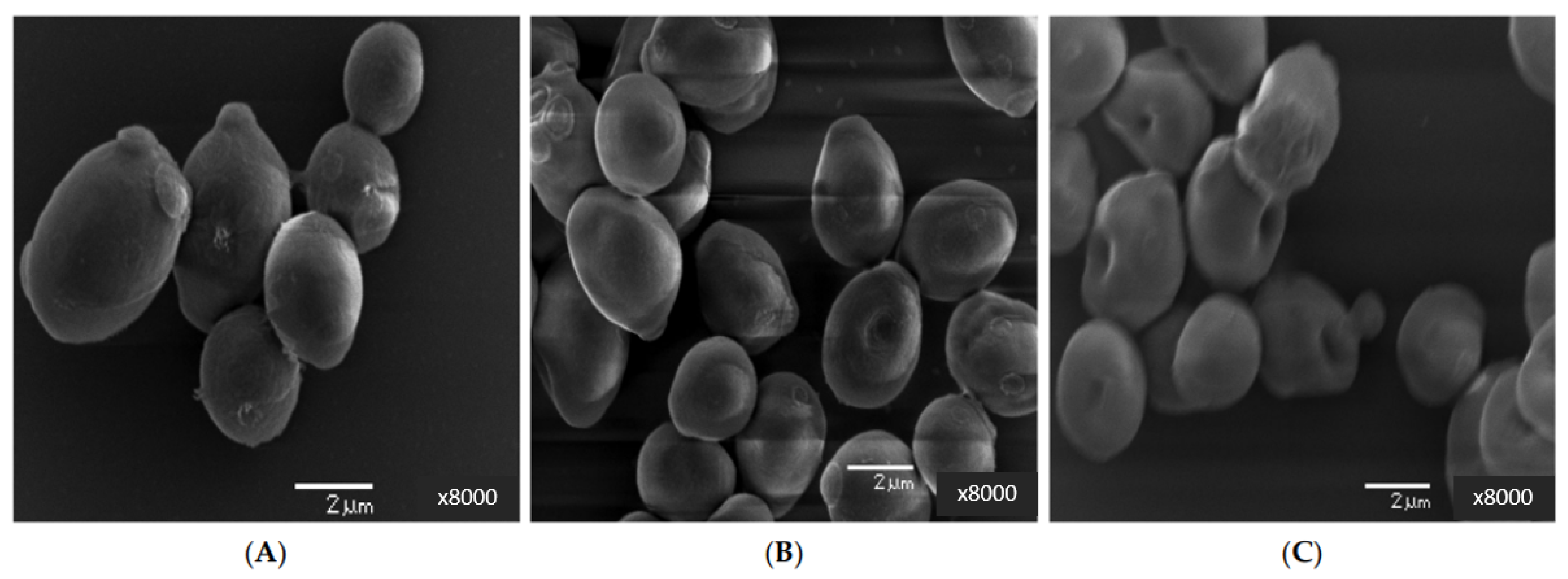 Pharmaceutics 15 02634 g006
