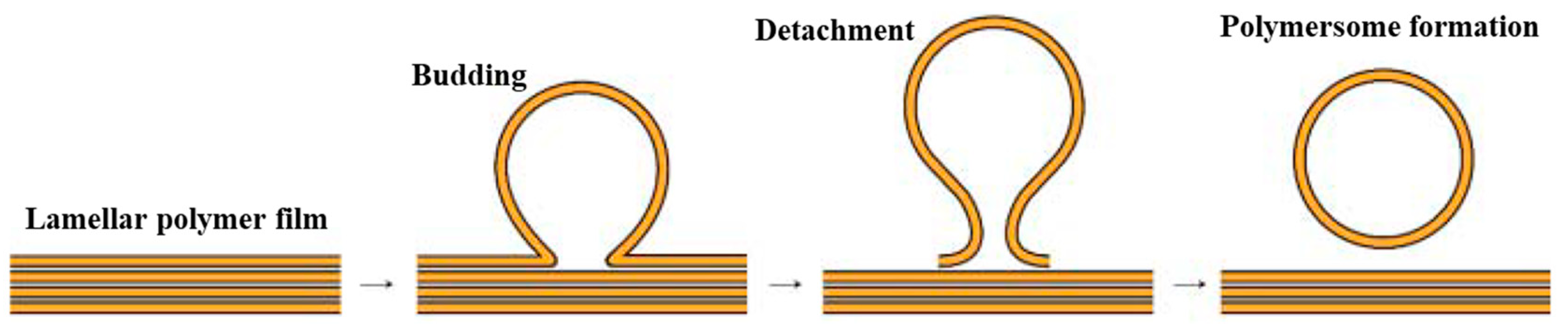 Pharmaceutics 15 02641 g018 Pharmaceutics 15 02641 g018