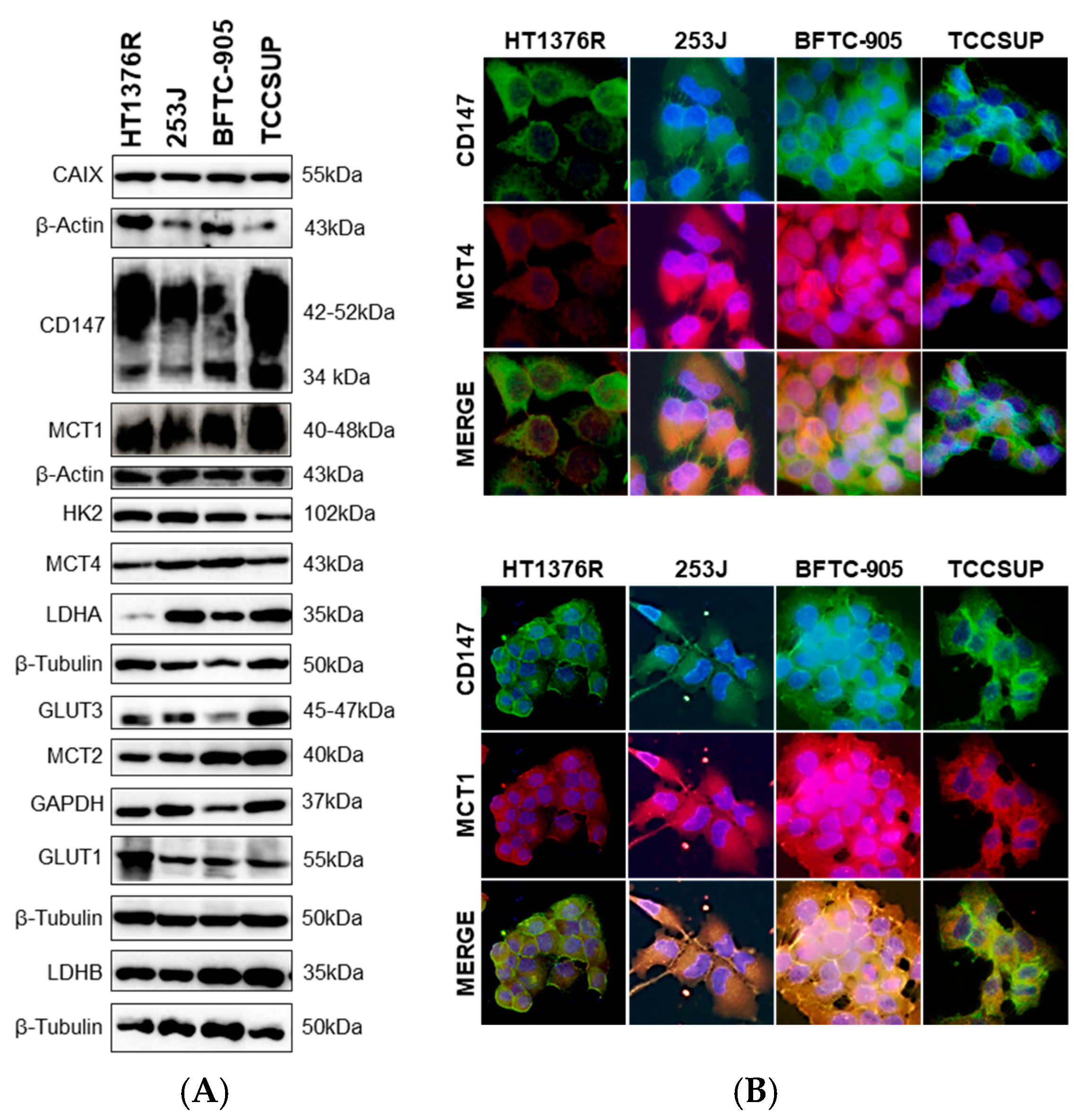 Pharmaceutics 15 02688 g001