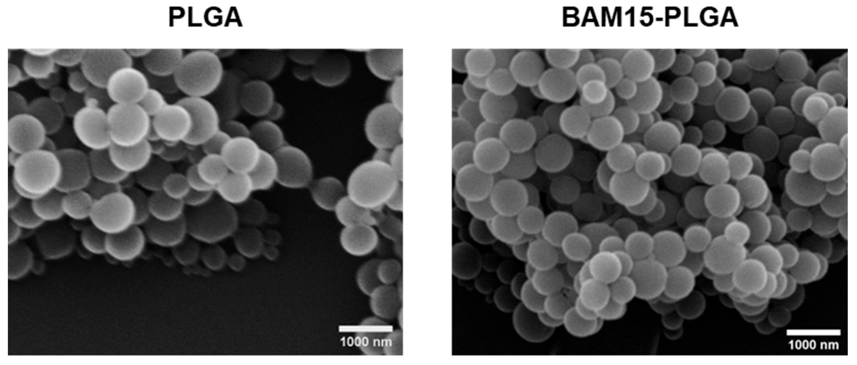 Pharmaceutics 15 02695 g003