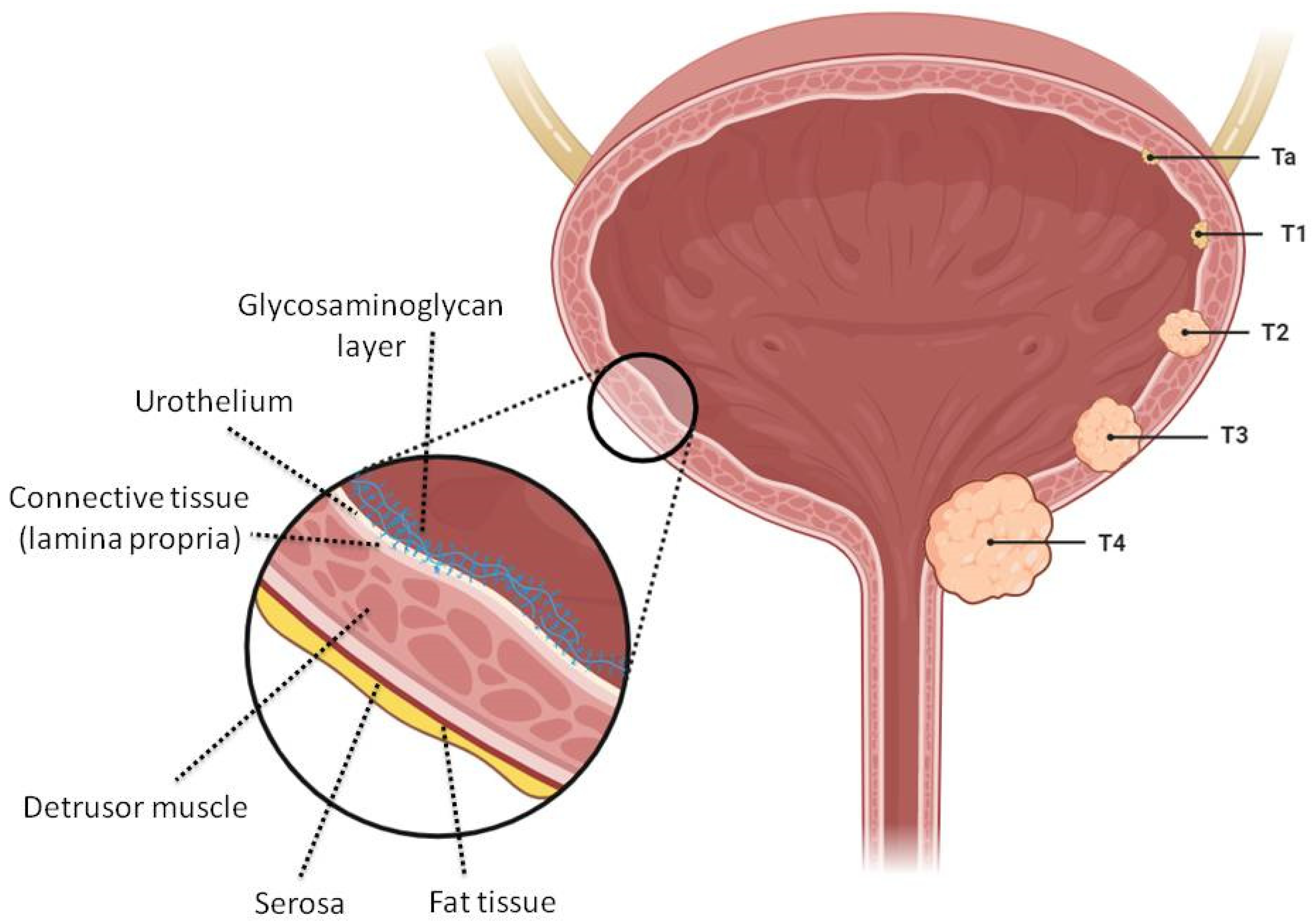Pharmaceutics 15 02724 g001