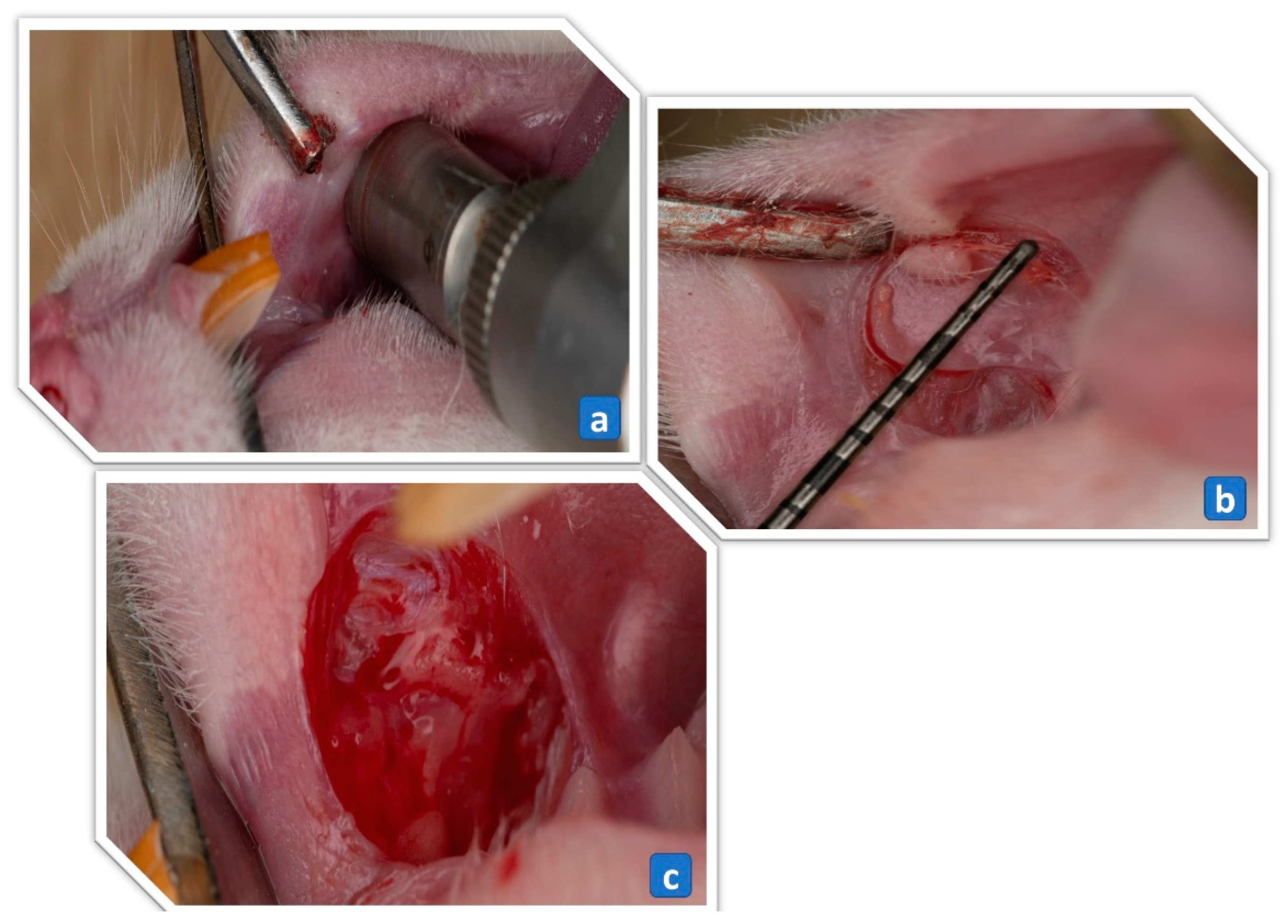 Pharmaceutics 15 02734 g001