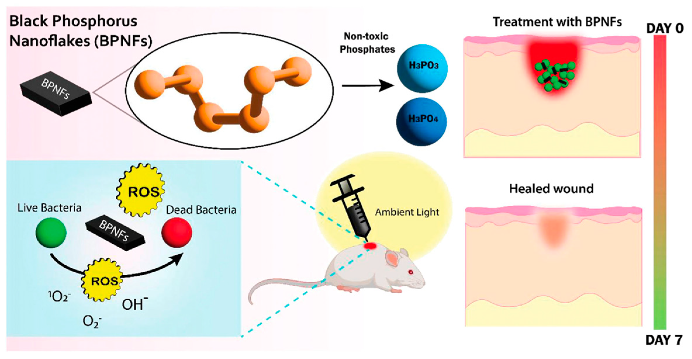 Pharmaceutics 15 02748 g003