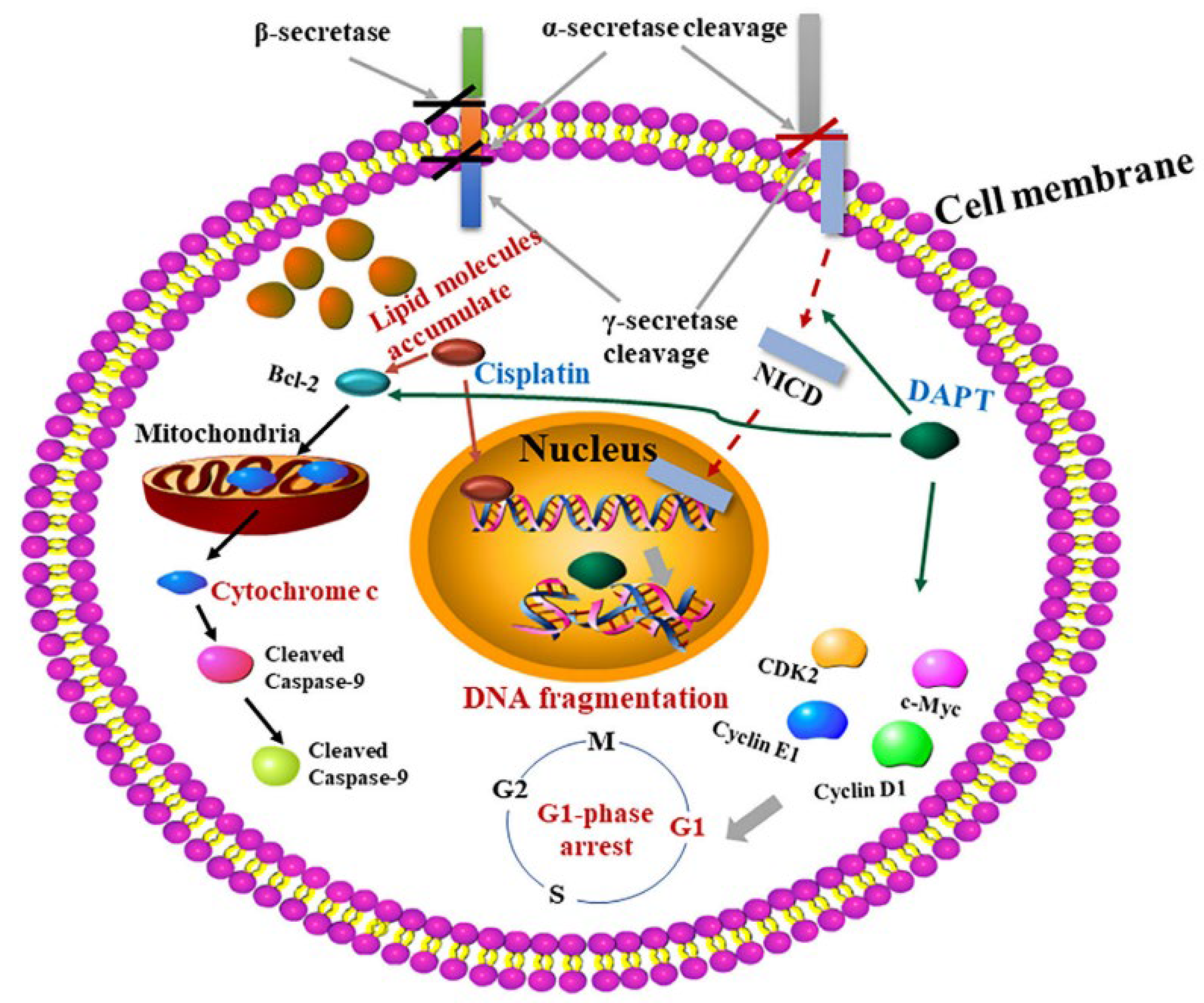 Pharmaceutics 15 02750 g005