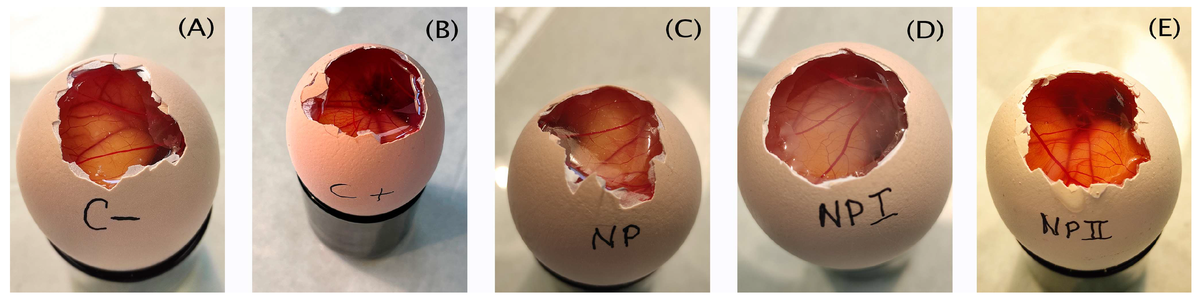 Pharmaceutics 15 02752 g006