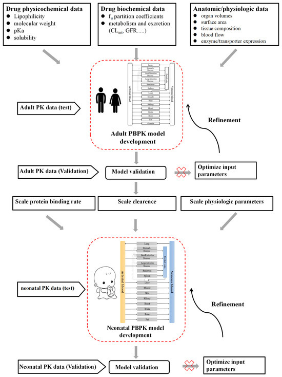 Physiologically Based Pharmacokinetic Modeling in Neonates: Current ...