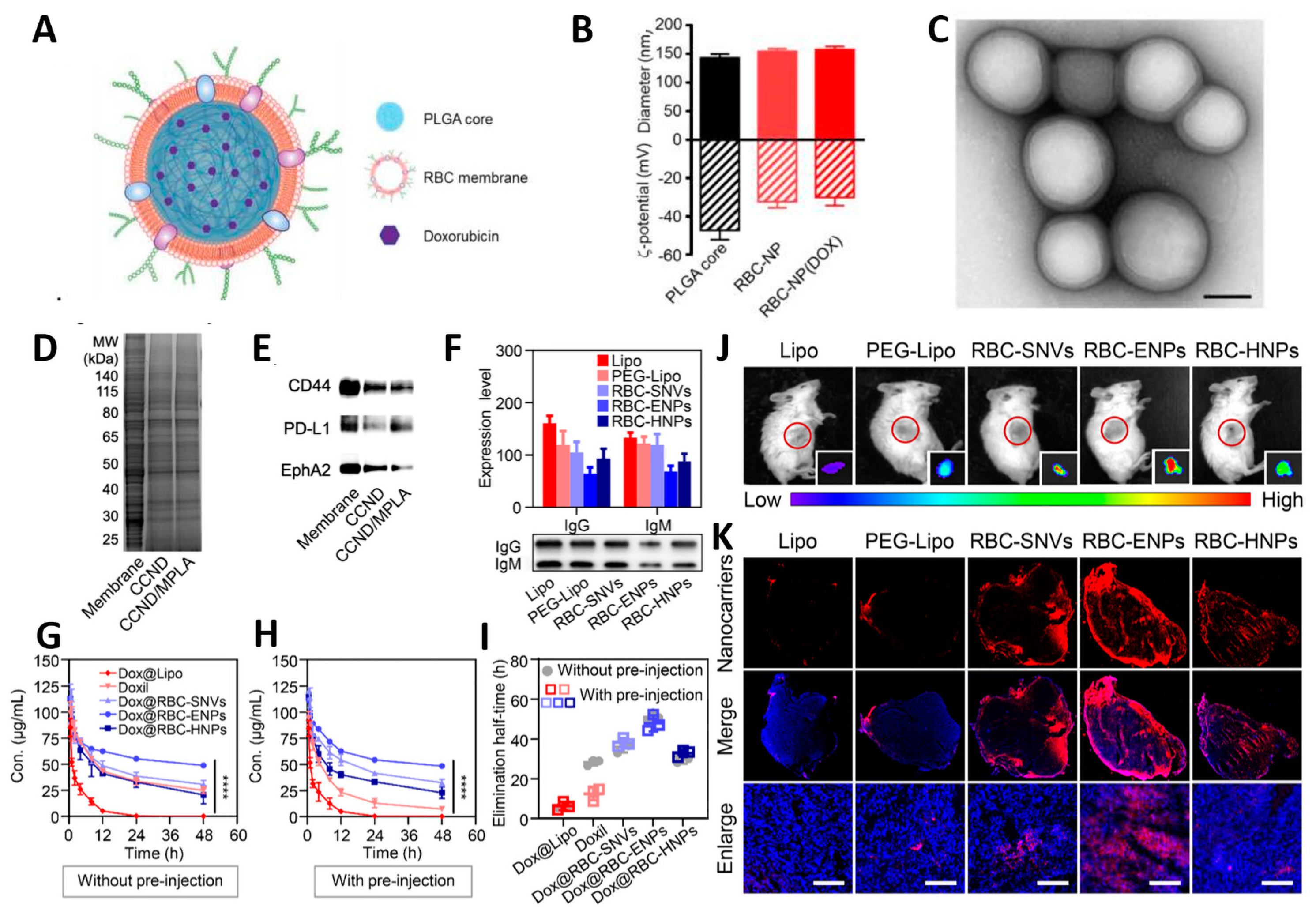 Pharmaceutics 15 02770 g002