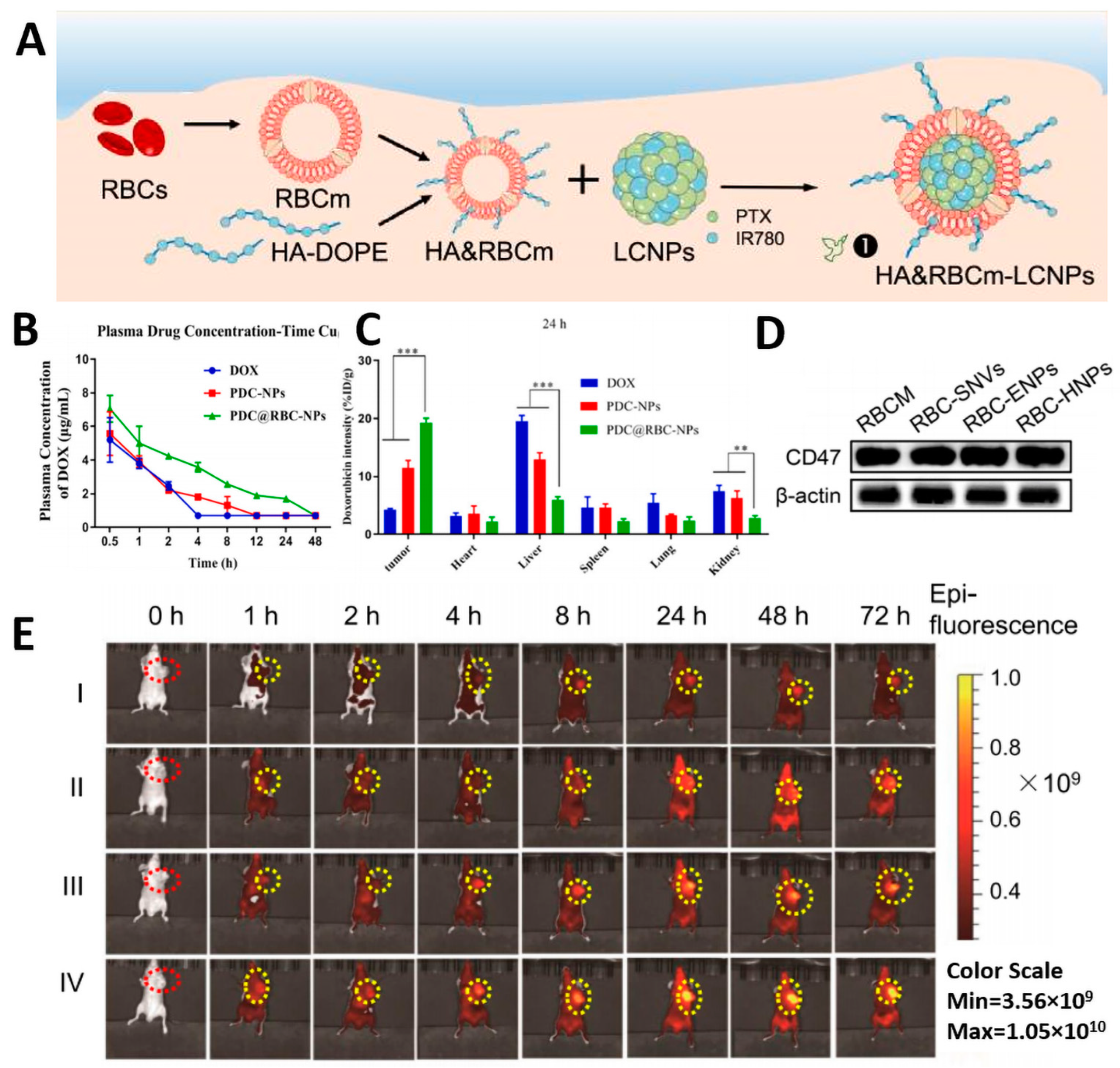 Pharmaceutics 15 02770 g004