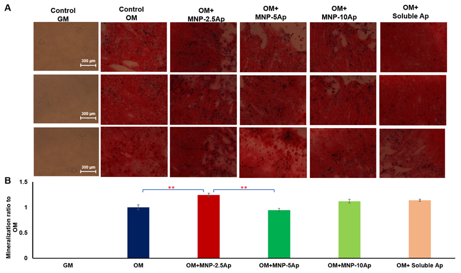 Pharmaceutics 16 00021 g007