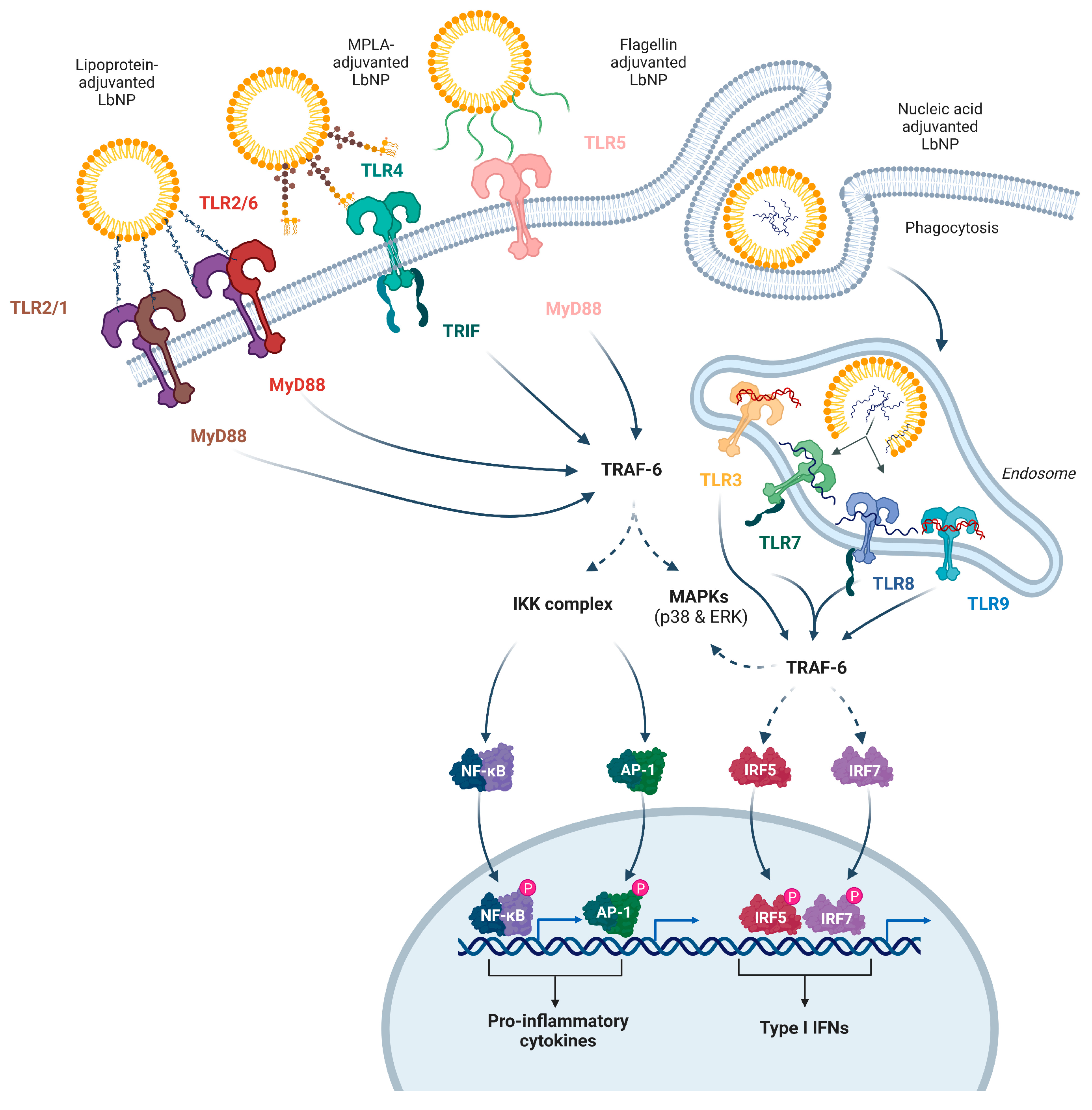 Pharmaceutics 16 00024 g002