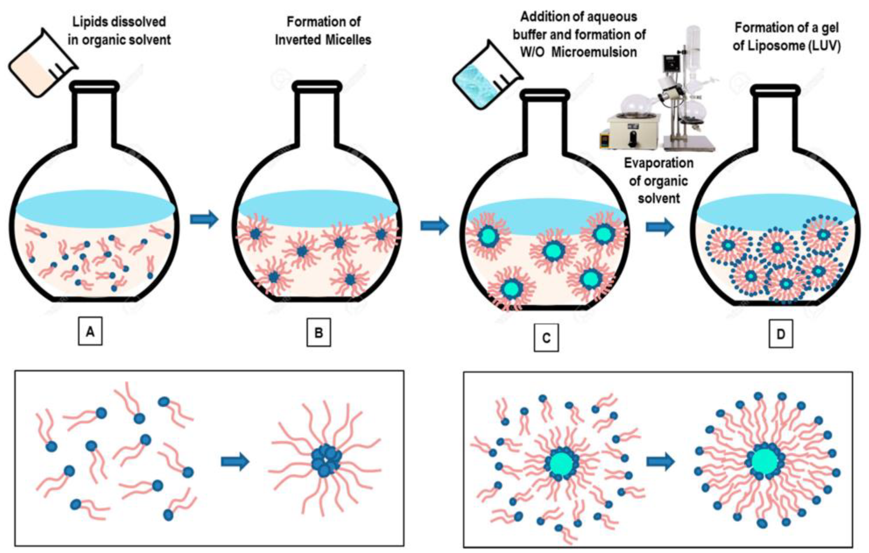 Pharmaceutics 16 00034 g005