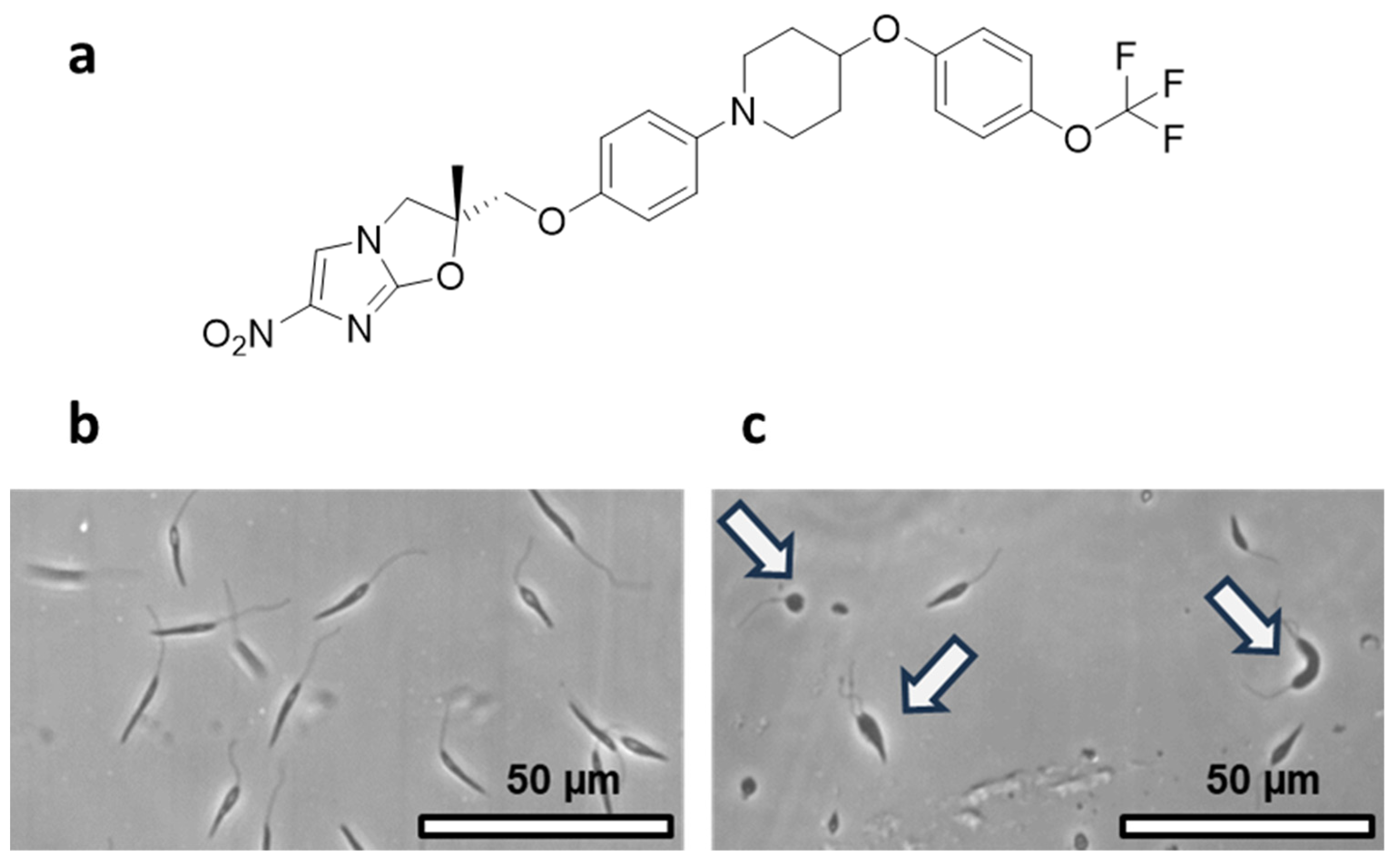 Pharmaceutics 16 00041 g001