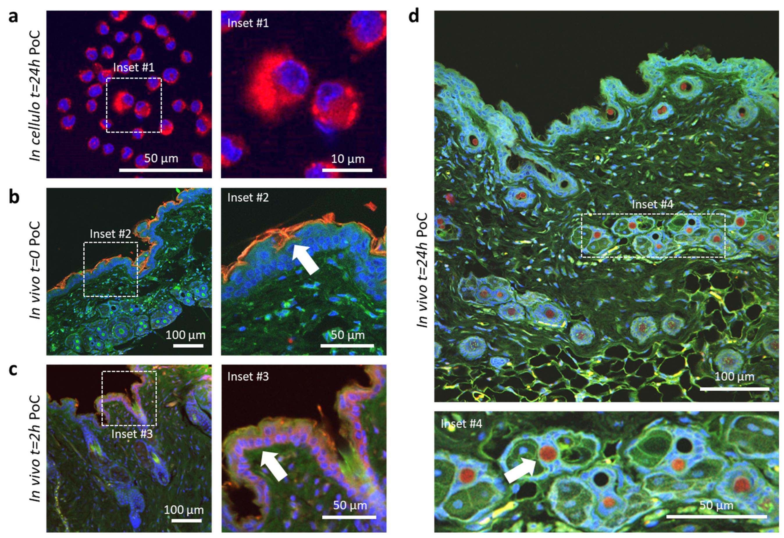 Pharmaceutics 16 00041 g003