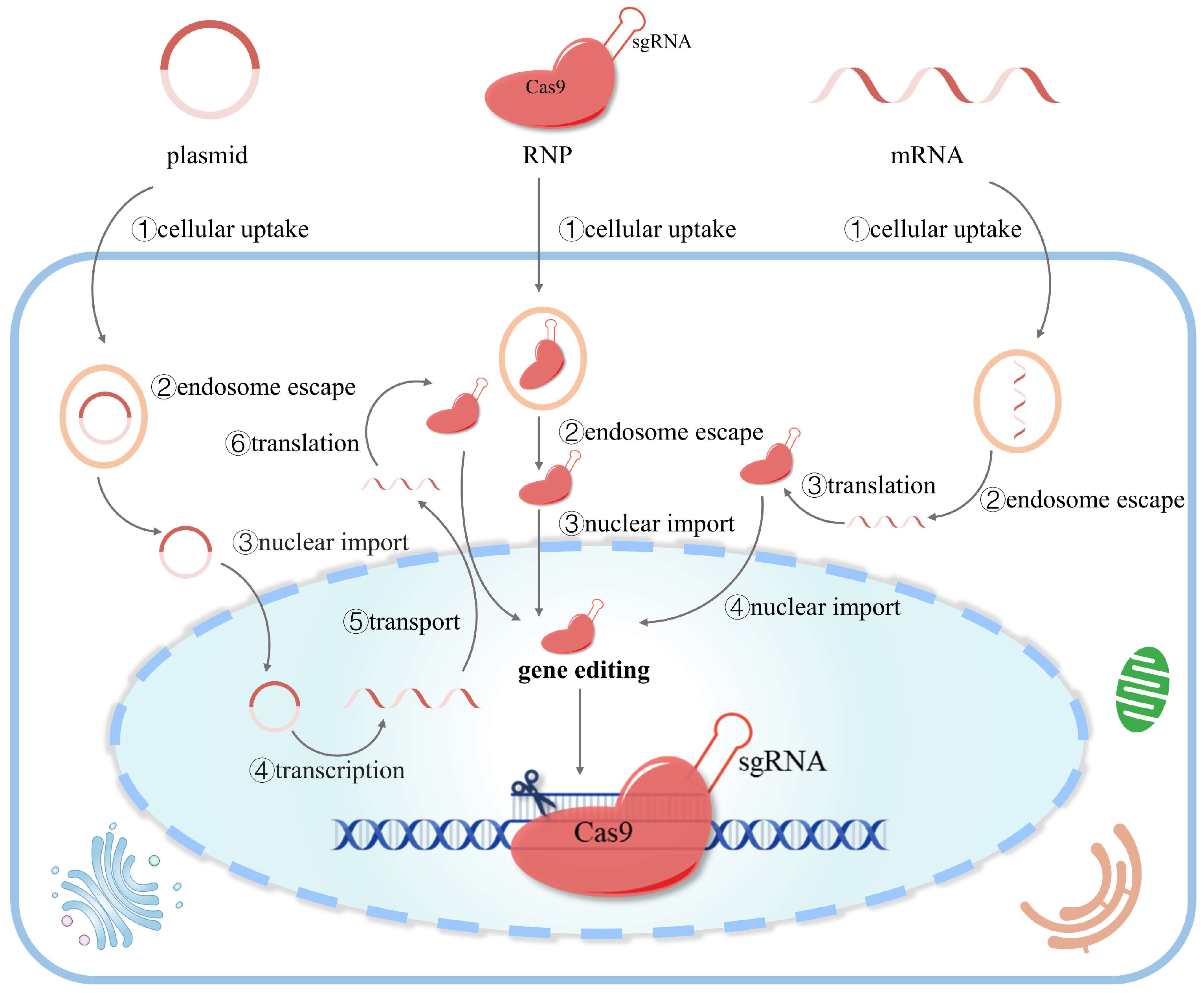 Pharmaceutics 16 00062 g002