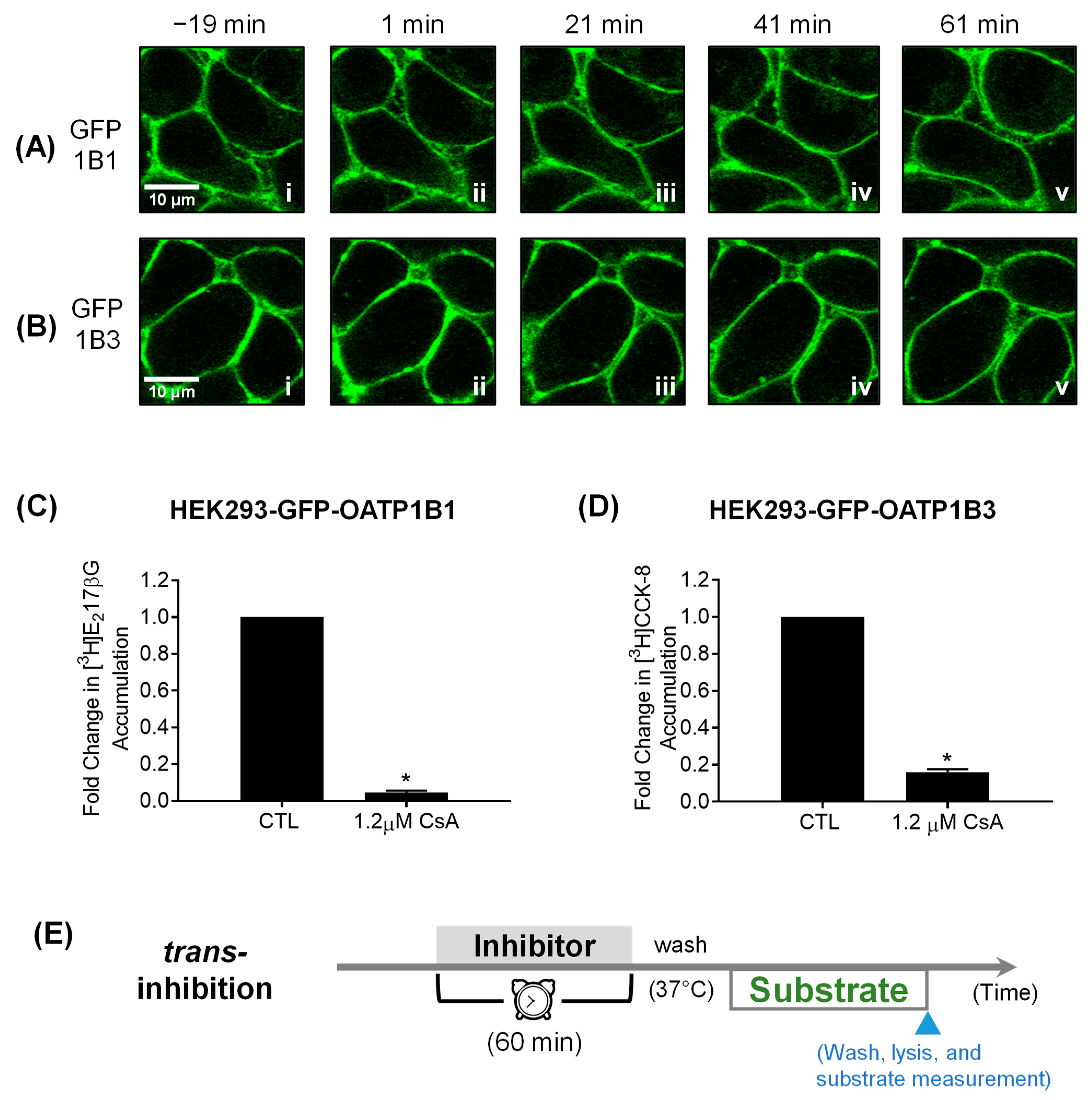 Pharmaceutics 16 00063 g004