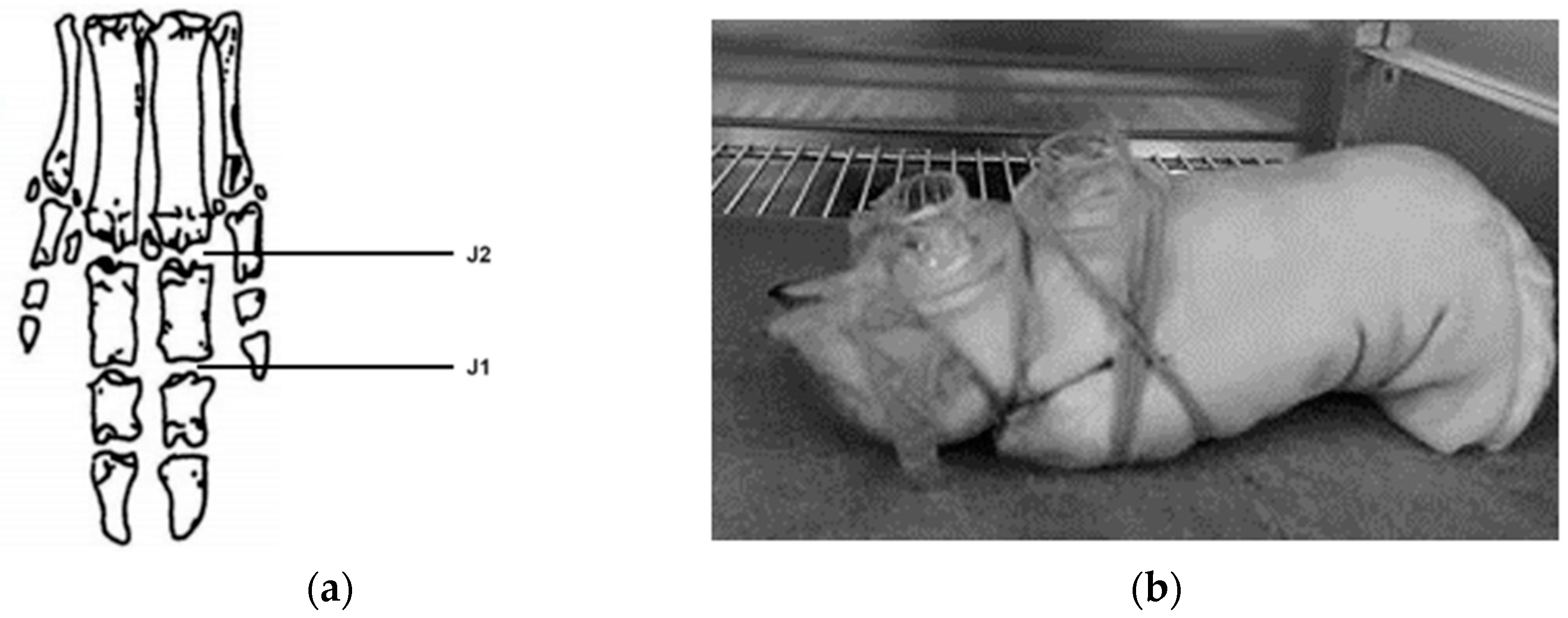 Pharmaceutics 16 00064 g001