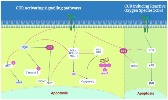 Curcumin for Treating Breast Cancer: A Review of Molecular Curcumin for Treating Breast Cancer: A Review of Molecular