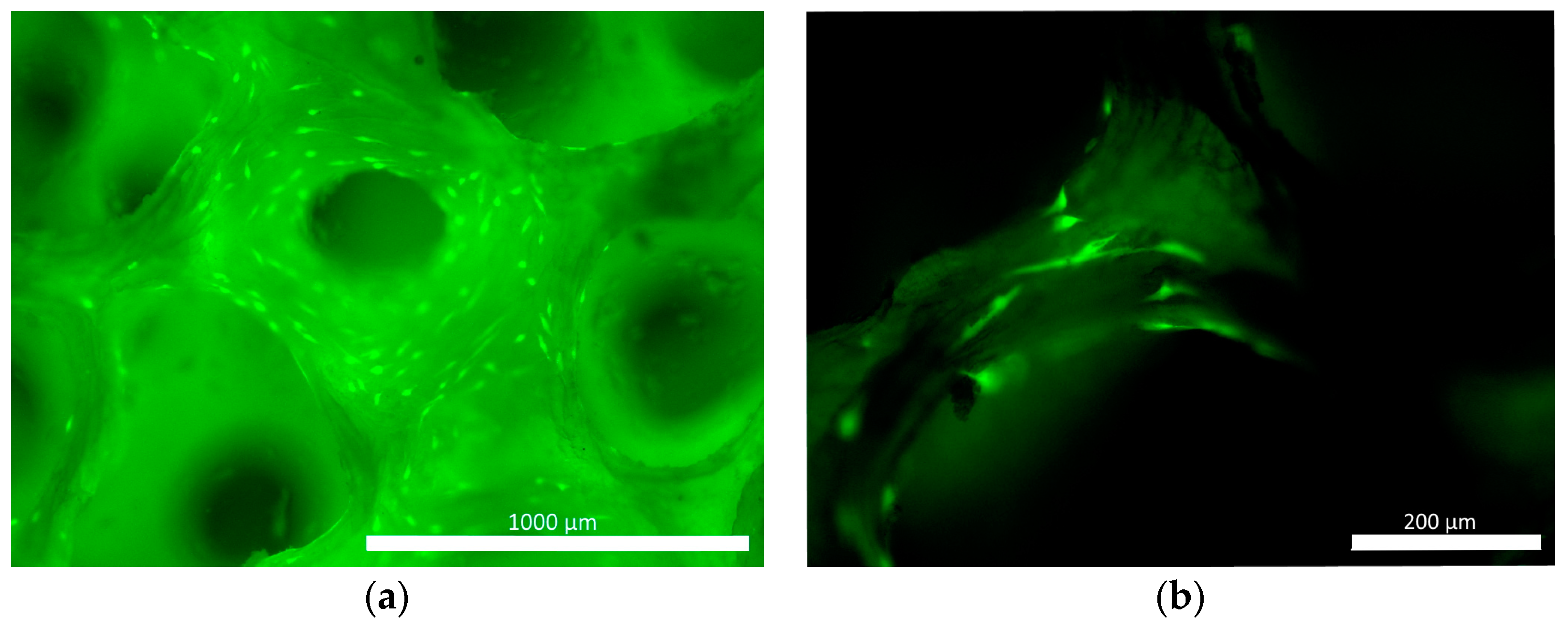 Pharmaceutics 16 00085 g005
