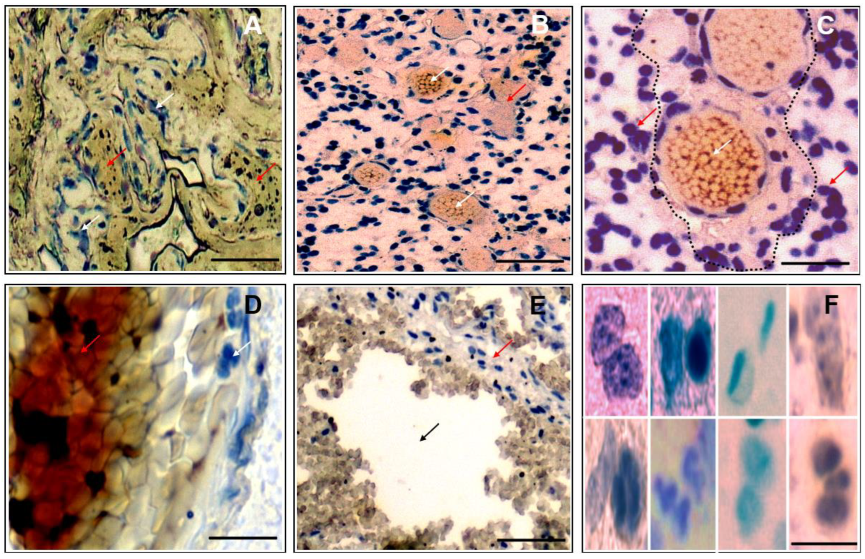 Pharmaceutics 16 00123 g001