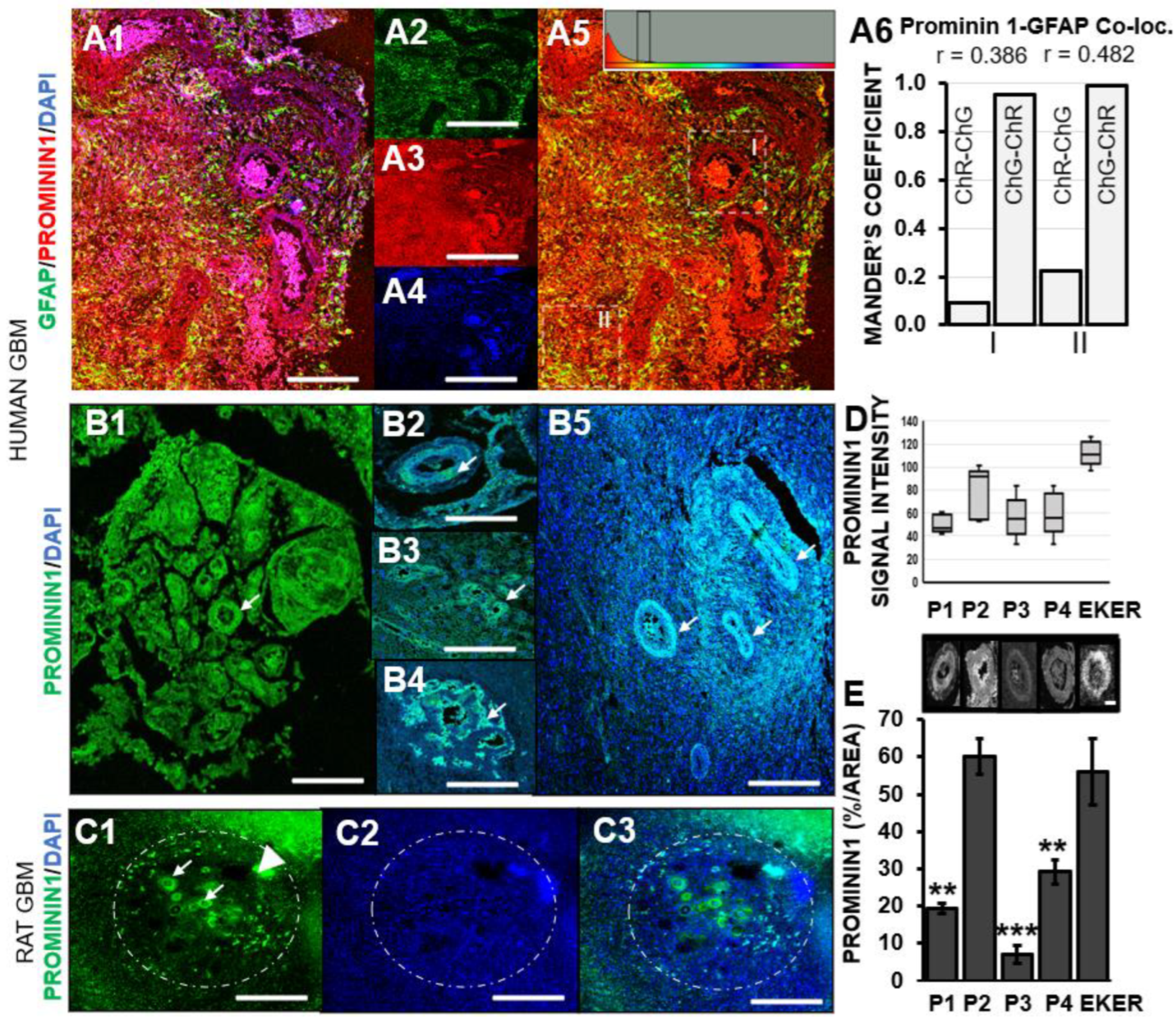 Pharmaceutics 16 00123 g002