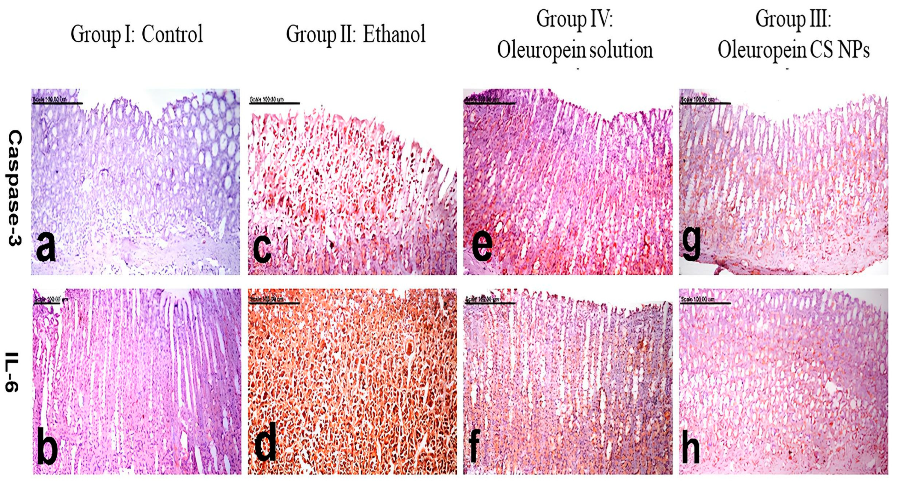 Pharmaceutics 16 00153 g005