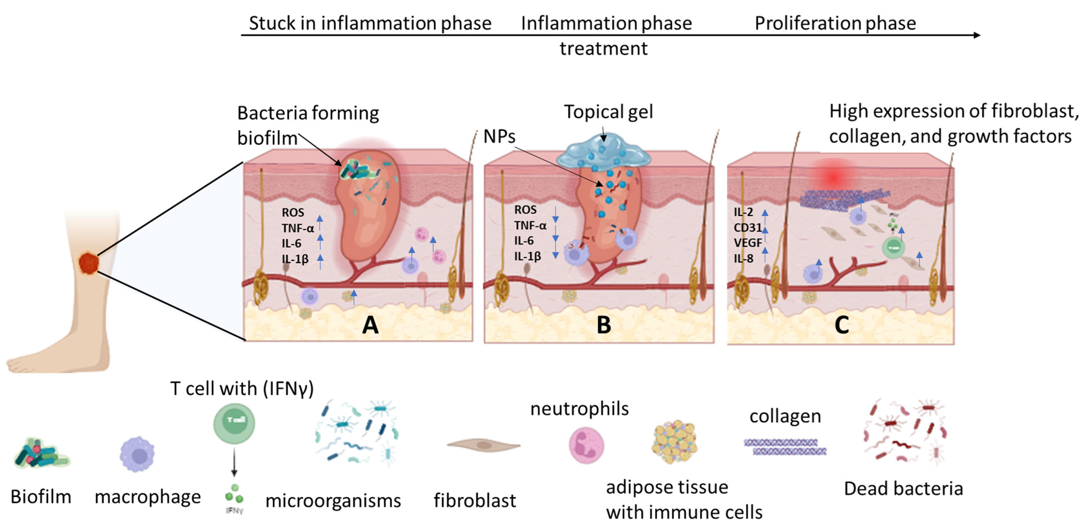 Pharmaceutics 16 00155 g001