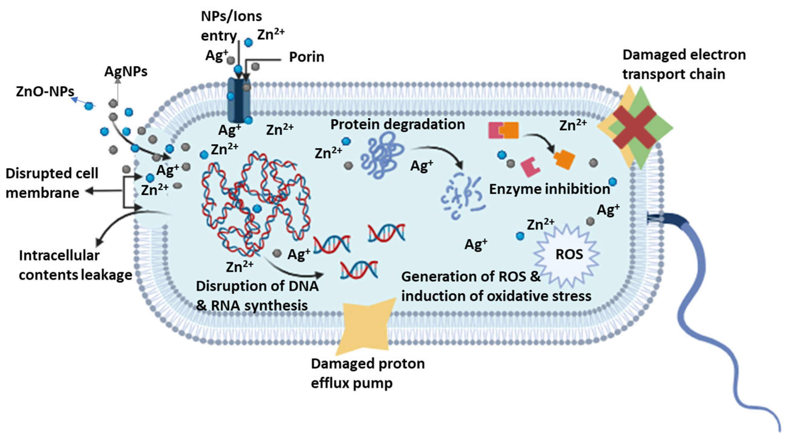 Pharmaceutics 16 00155 g003