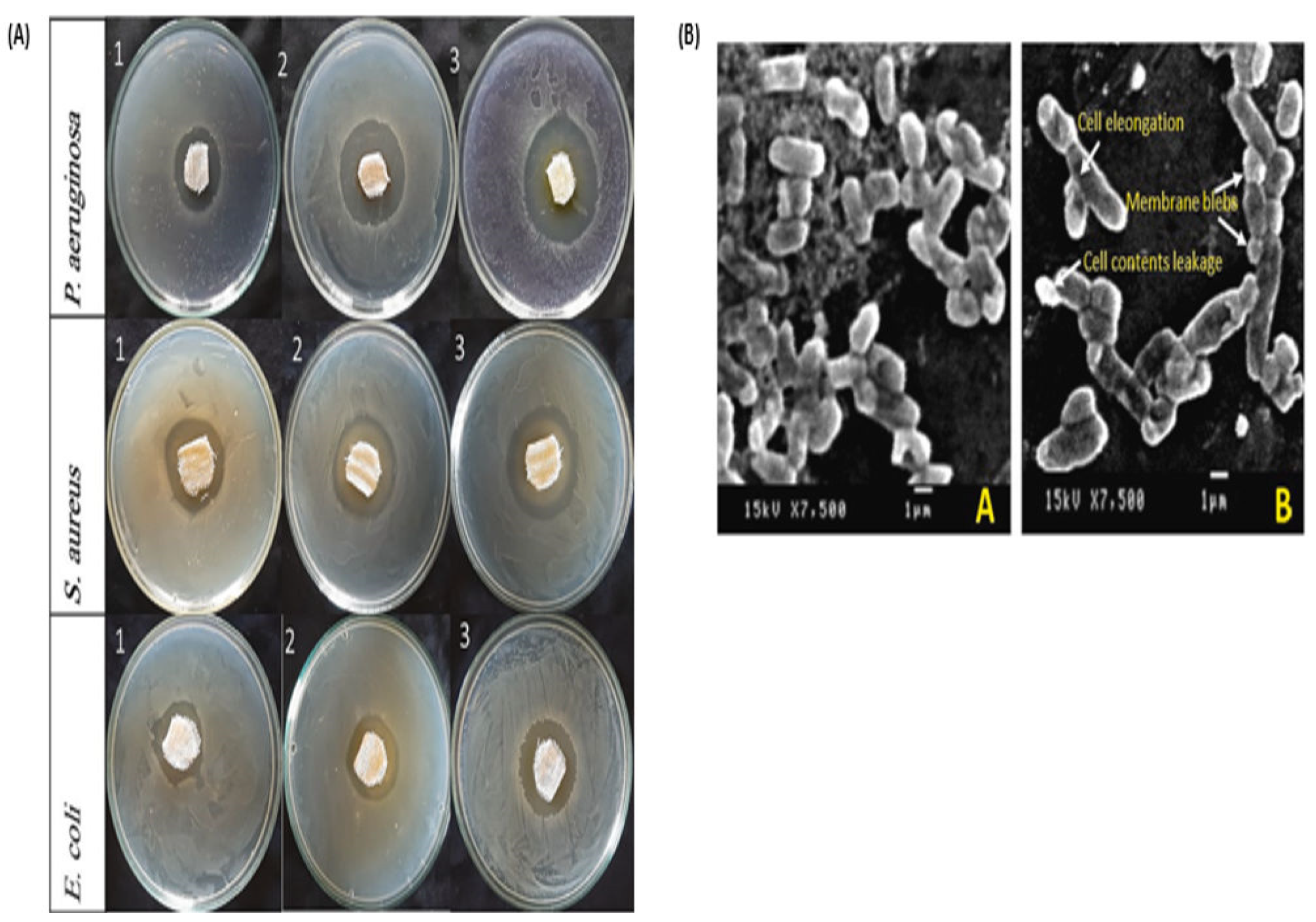 Pharmaceutics 16 00155 g009