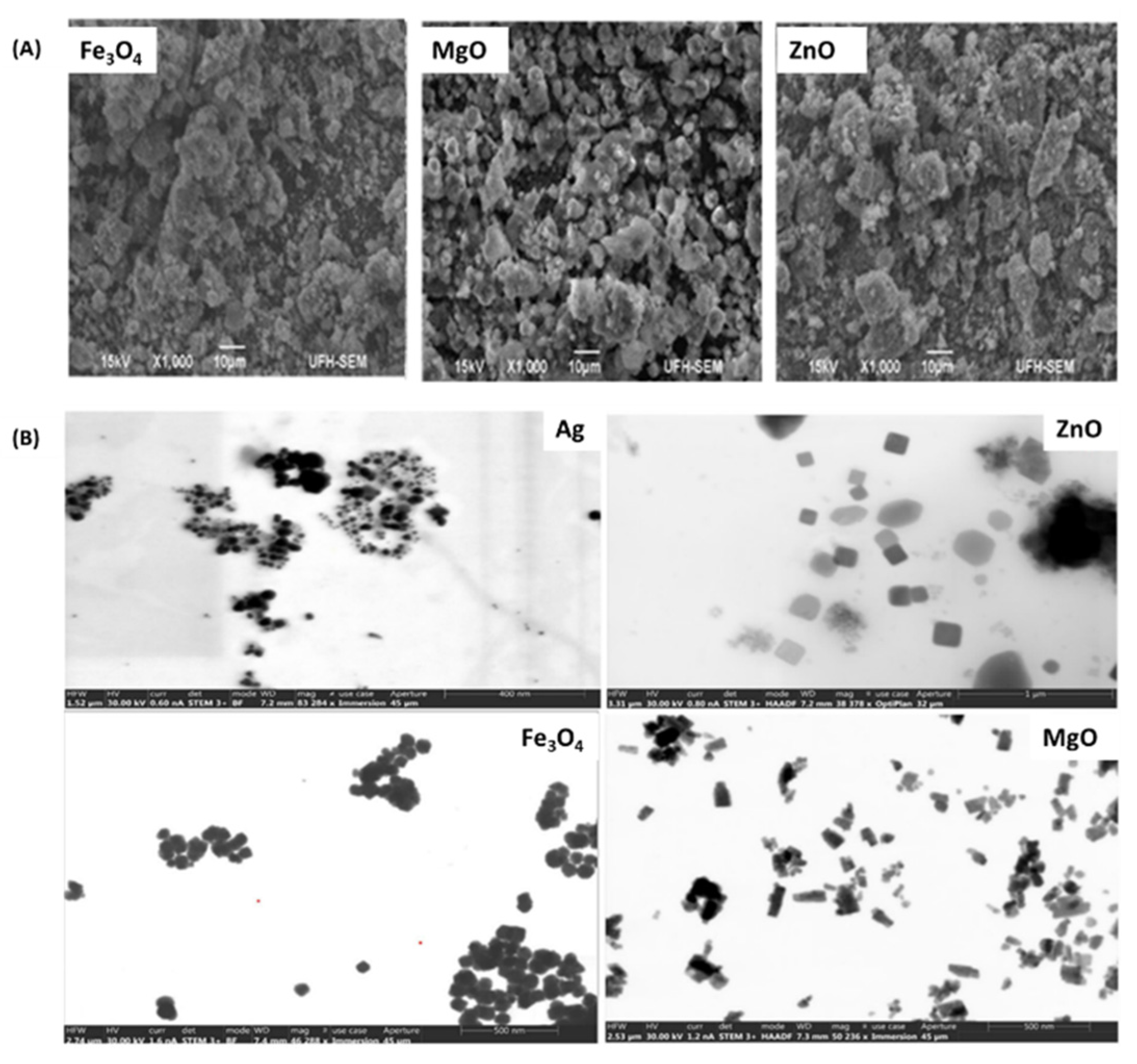 Pharmaceutics 16 00155 g013