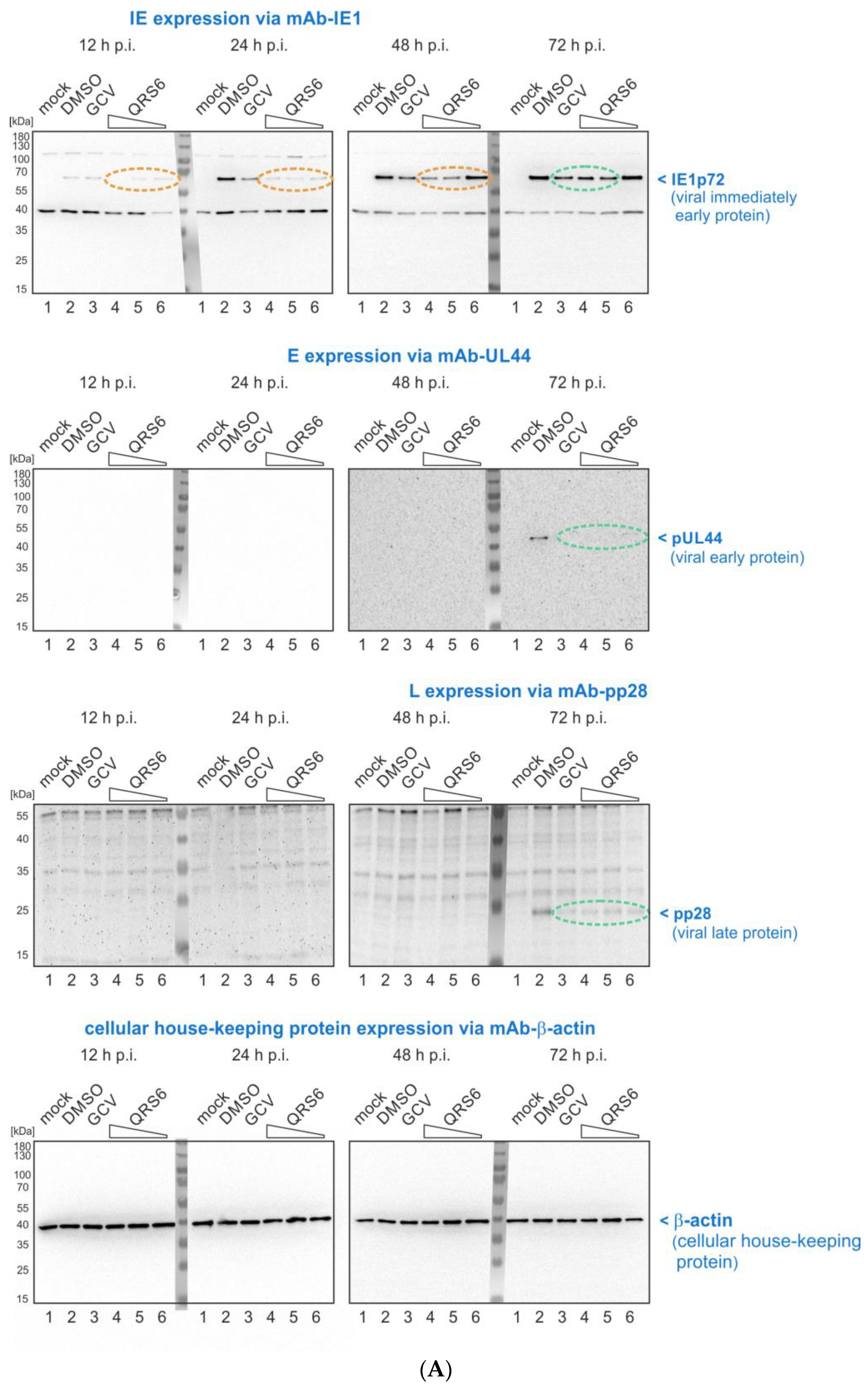 Pharmaceutics 16 00158 g005a
