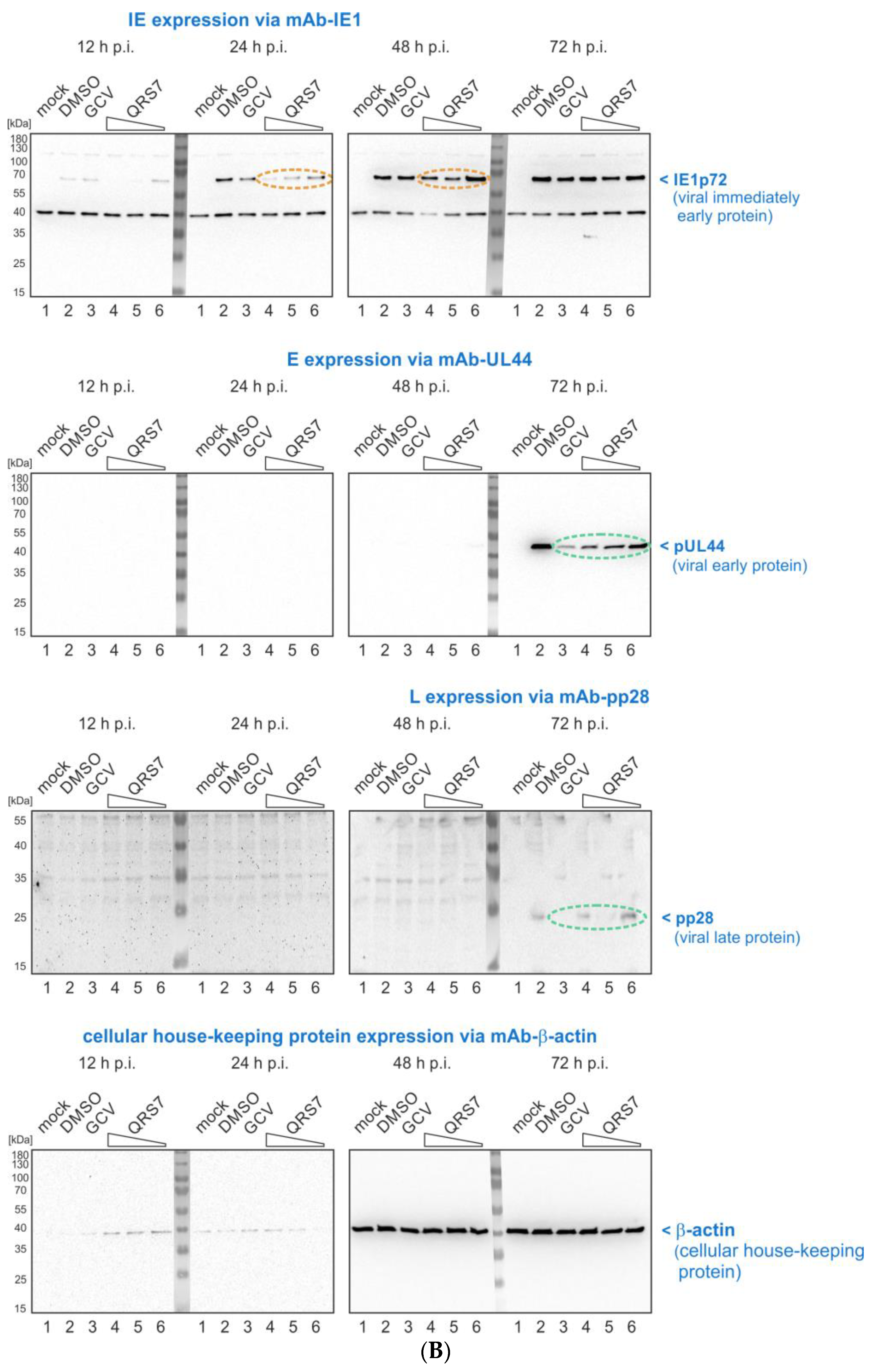 Pharmaceutics 16 00158 g005b