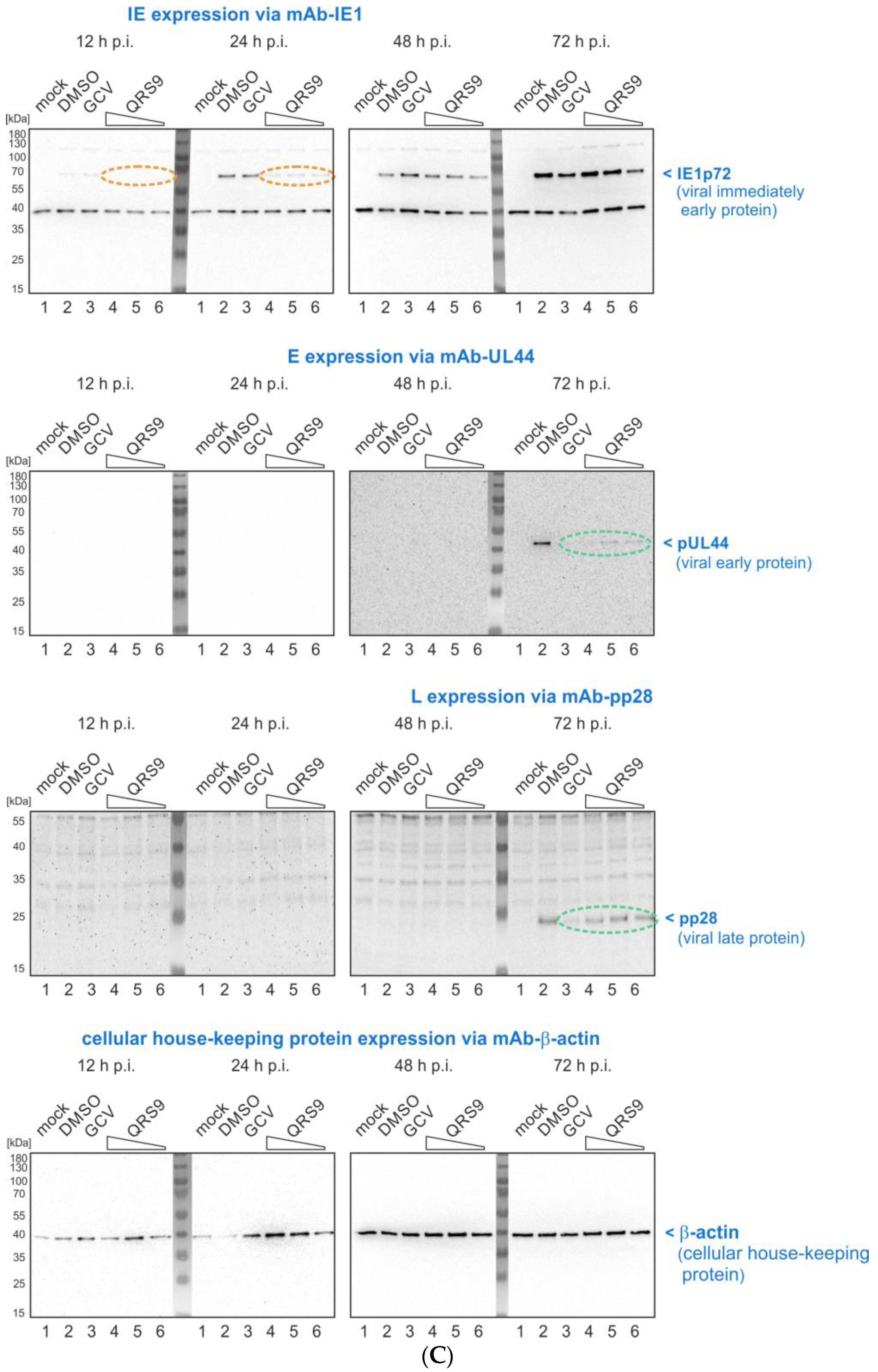 Pharmaceutics 16 00158 g005c