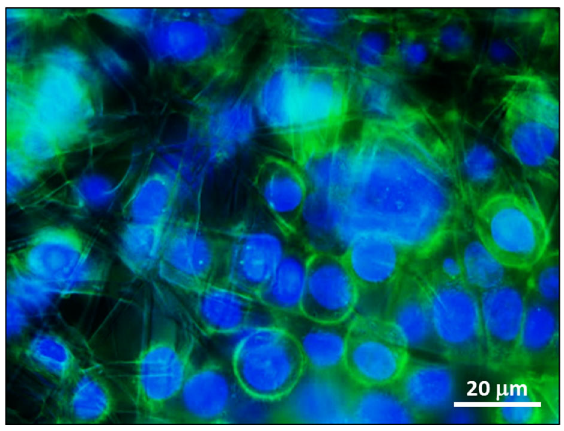 Pharmaceutics 16 00159 g006