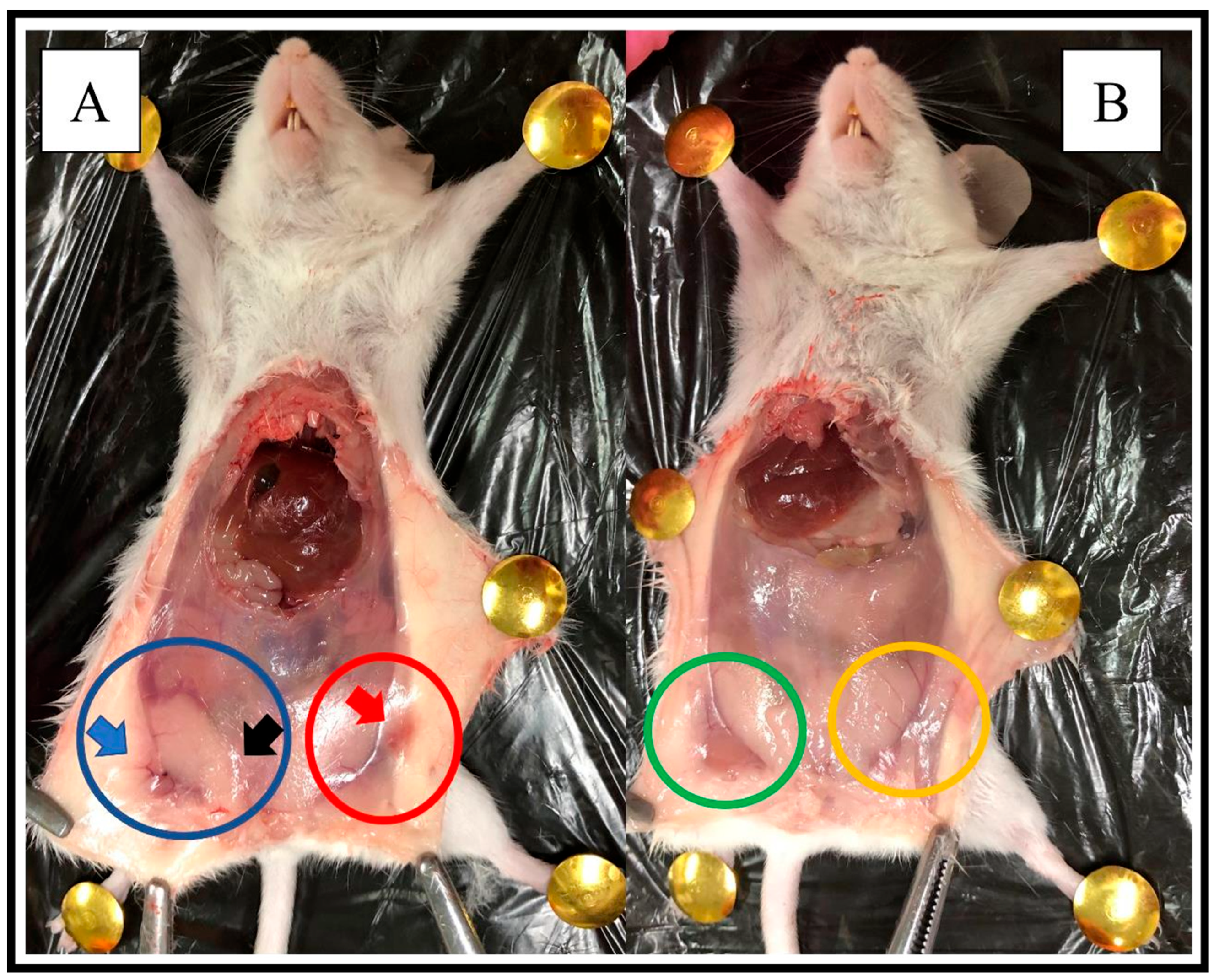Pharmaceutics 16 00174 g002