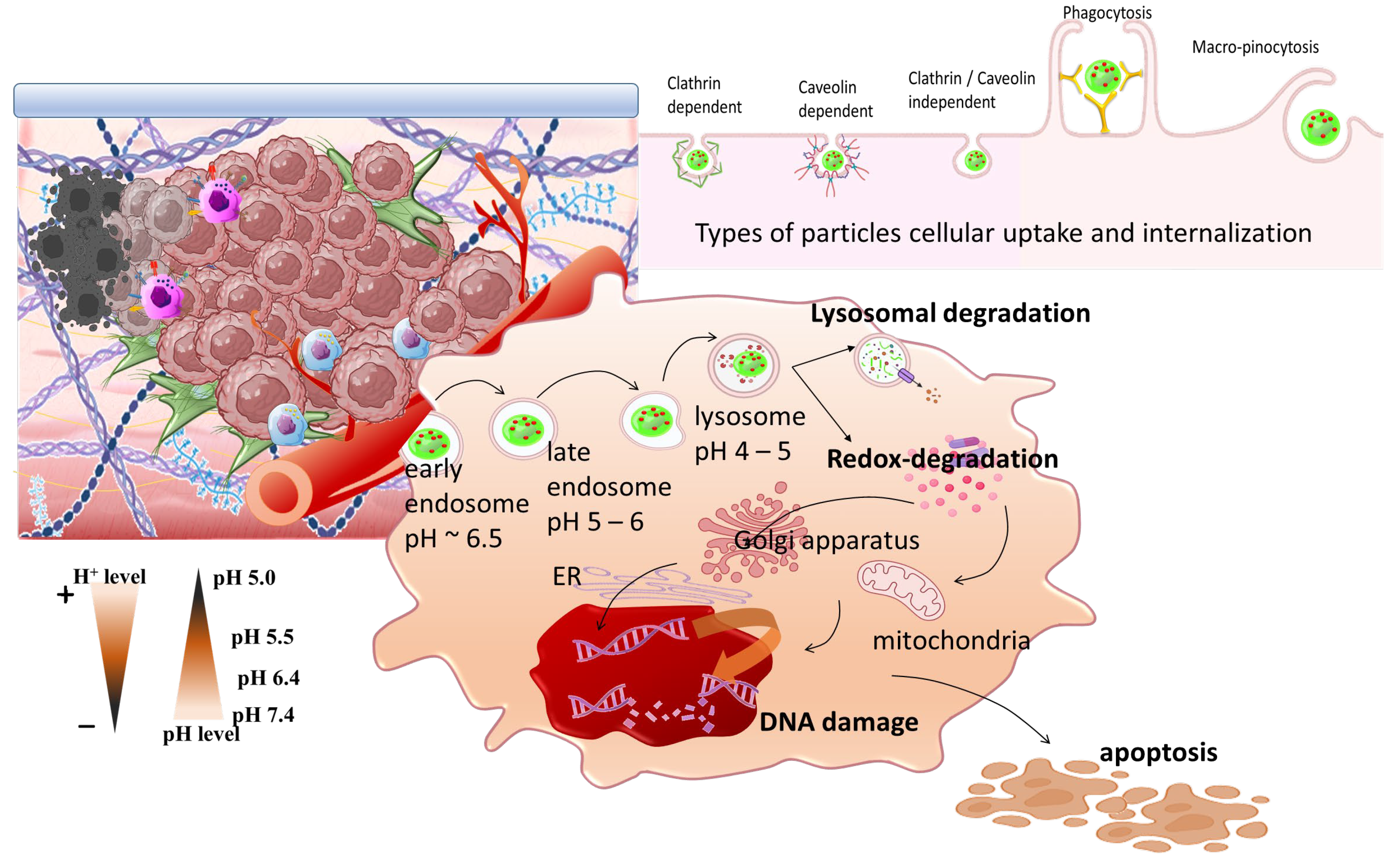 Pharmaceutics 16 00179 sch010