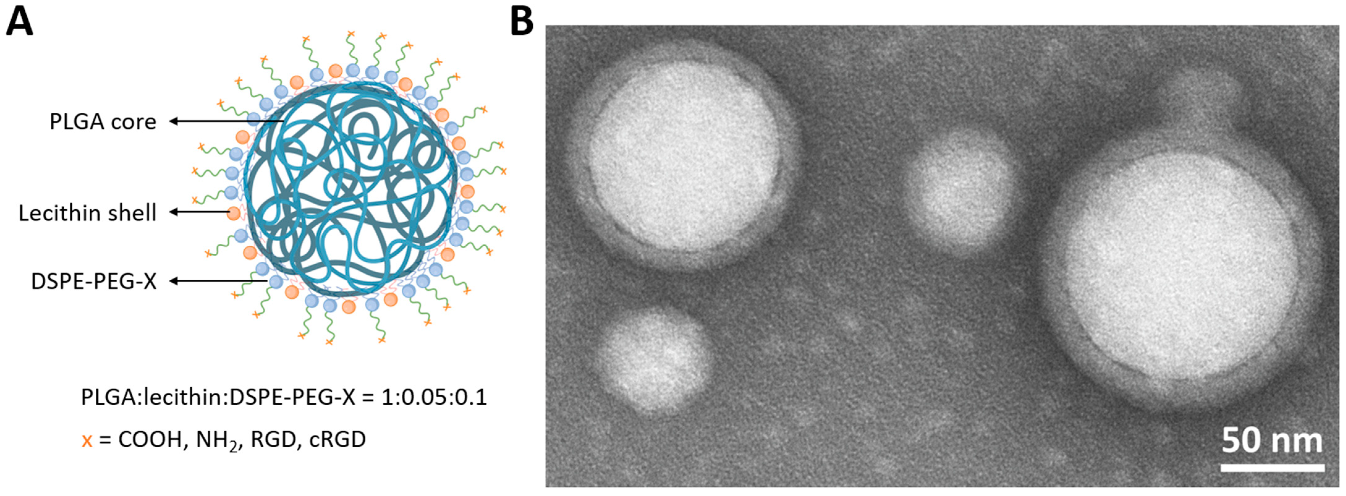 Pharmaceutics 16 00187 g001