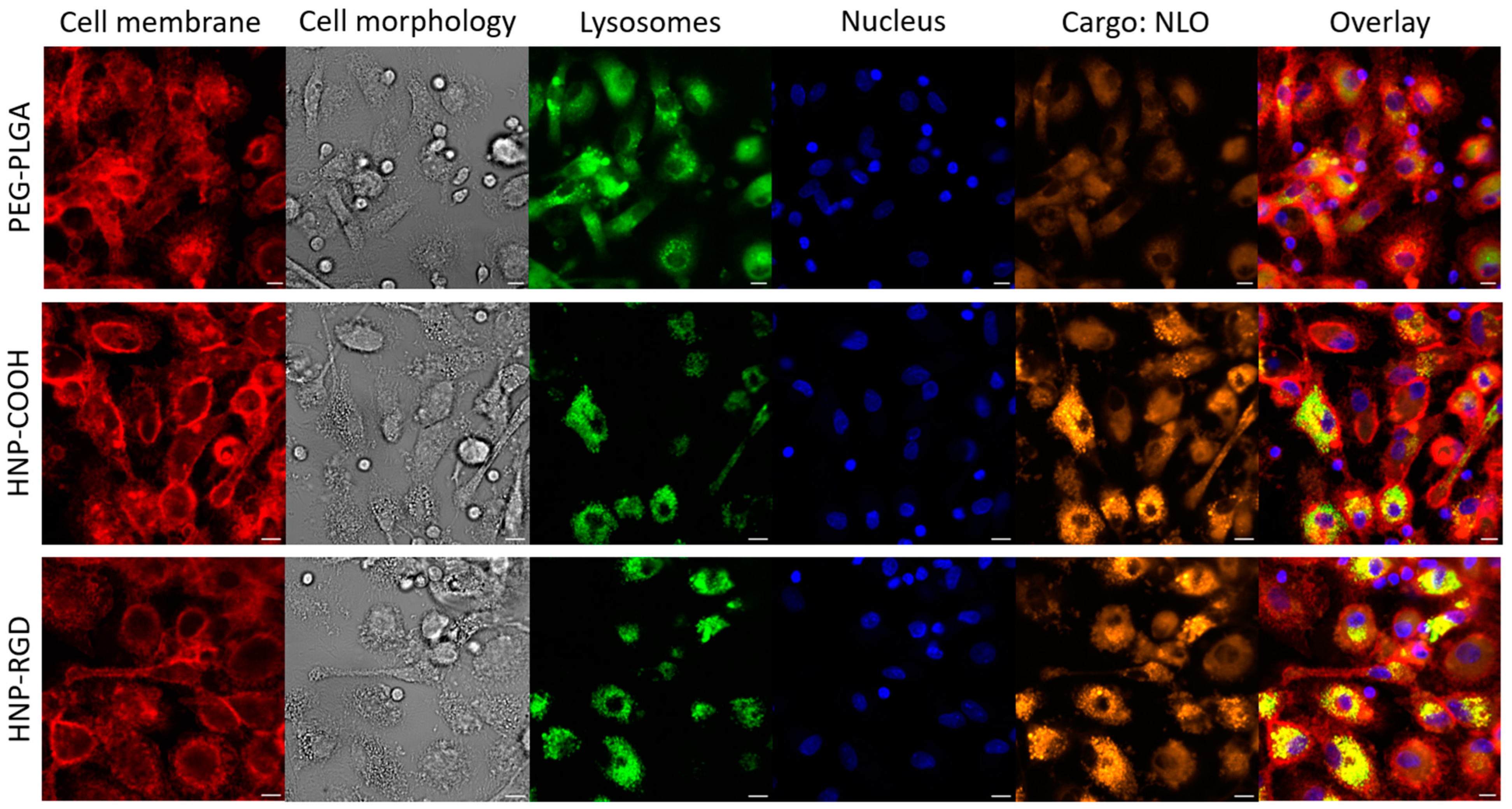 Pharmaceutics 16 00187 g003