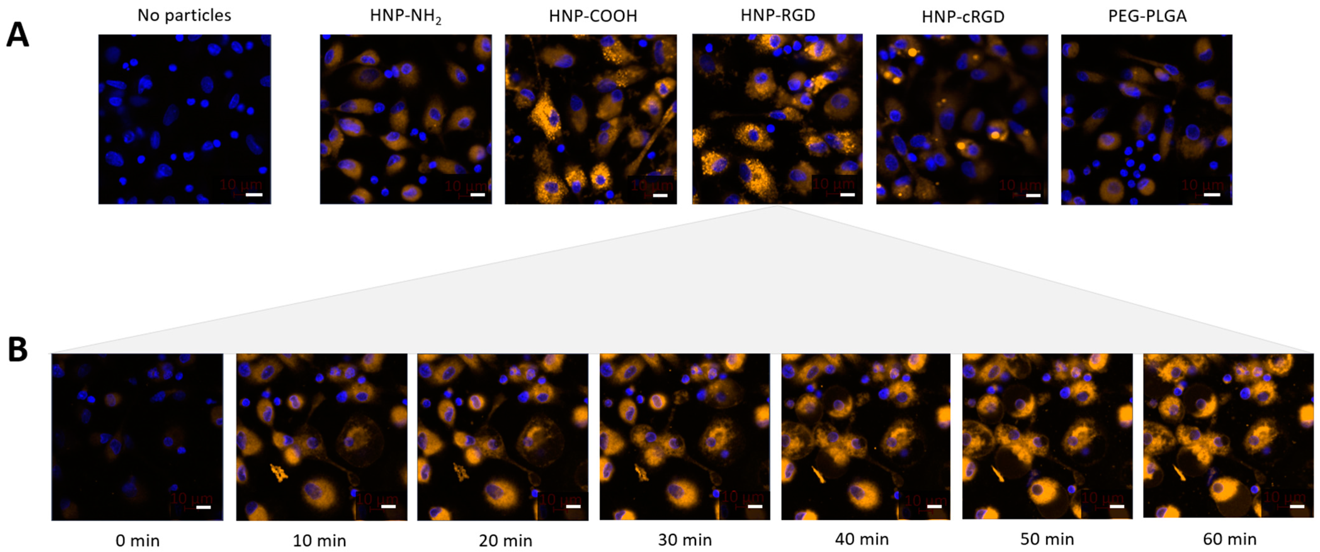 Pharmaceutics 16 00187 g004