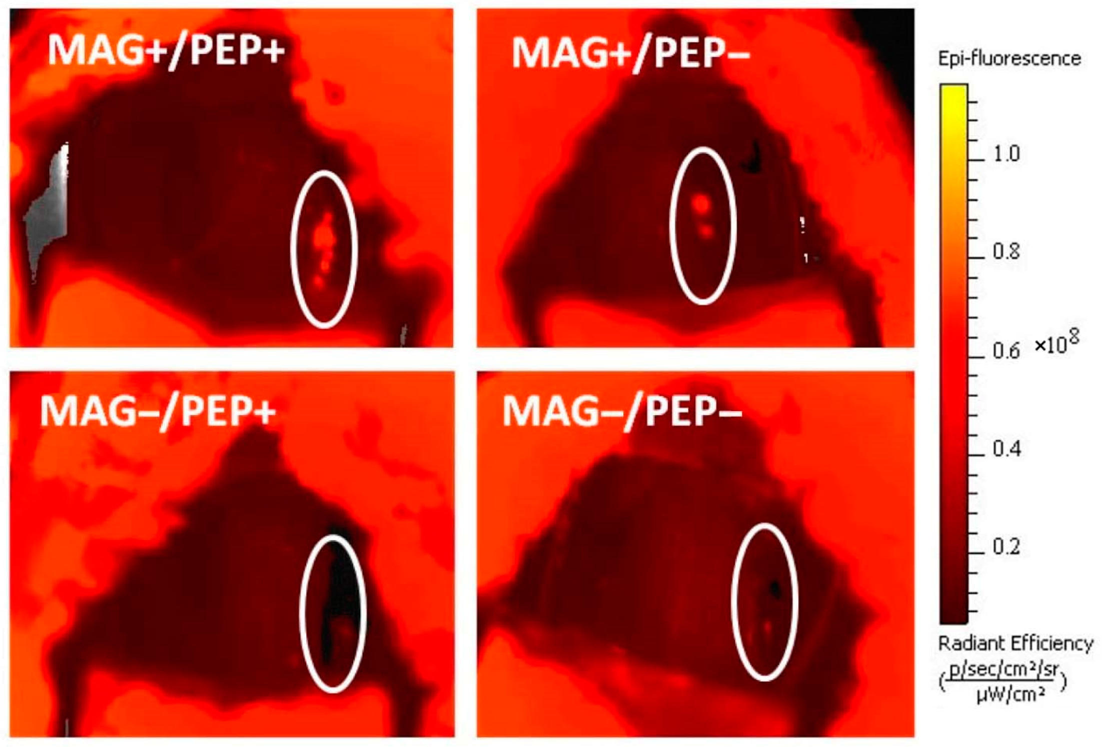 Pharmaceutics 16 00188 g005 Pharmaceutics 16 00188 g005