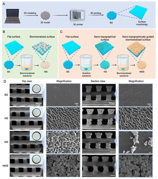 Nano-Topographically Guided, Biomineralized, 3D-Printed