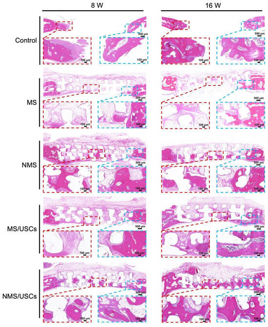 ファイヤー ファンズ Nano-Topographically Guided, Biomineralized, 3D-Printed