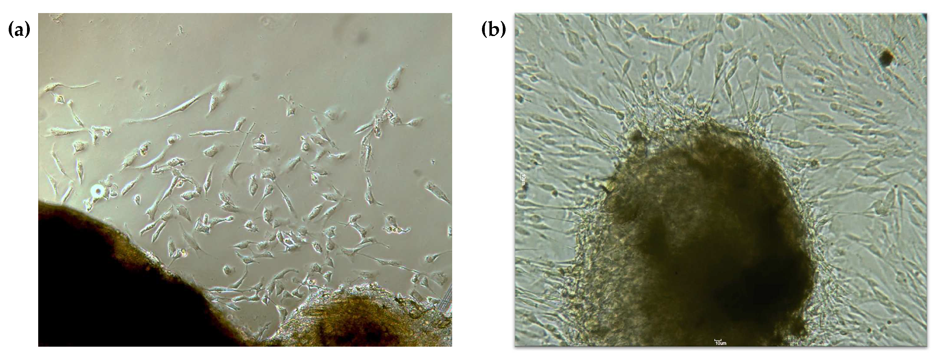 Pharmaceutics 16 00207 g001