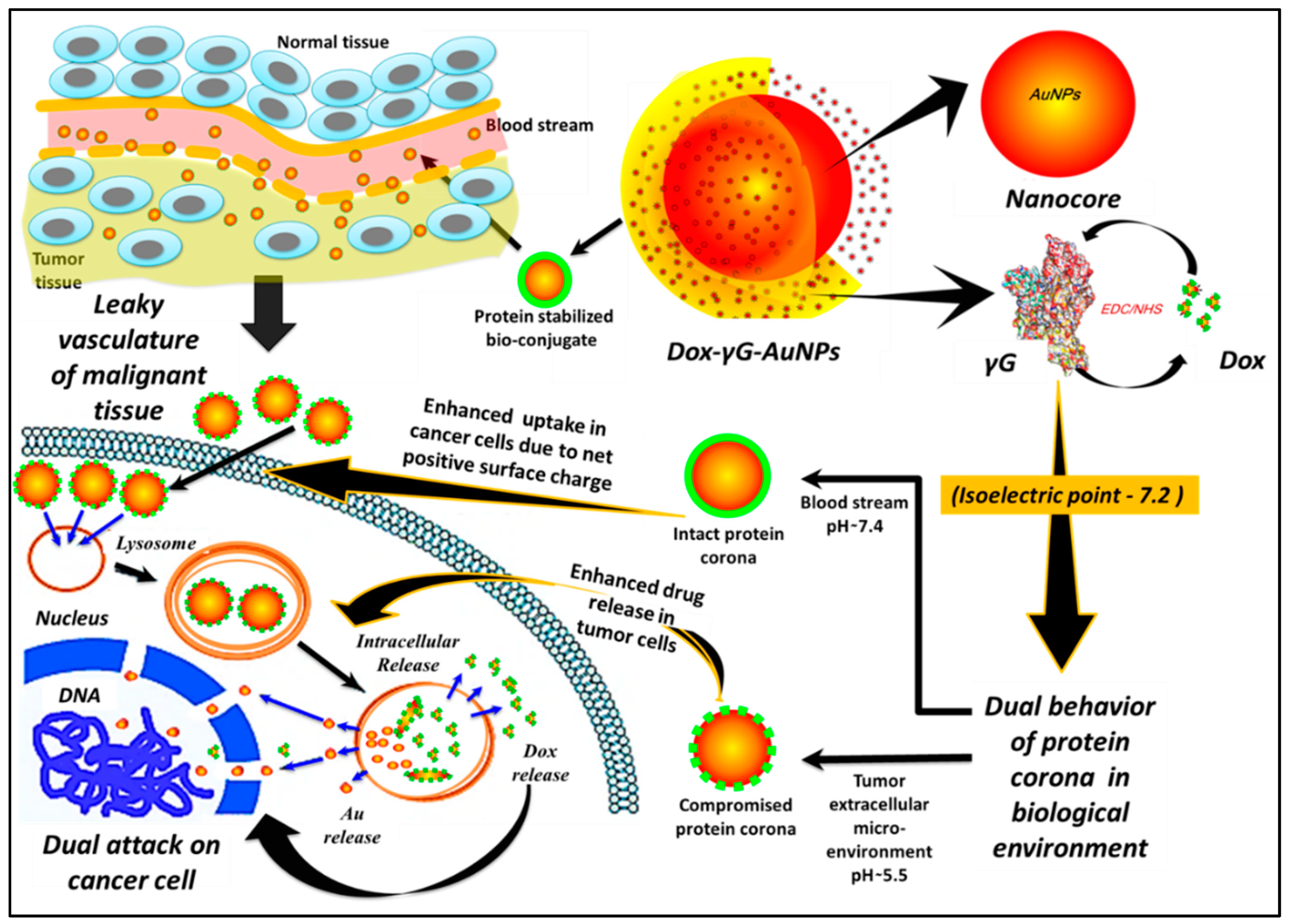 Pharmaceutics 16 00208 sch001