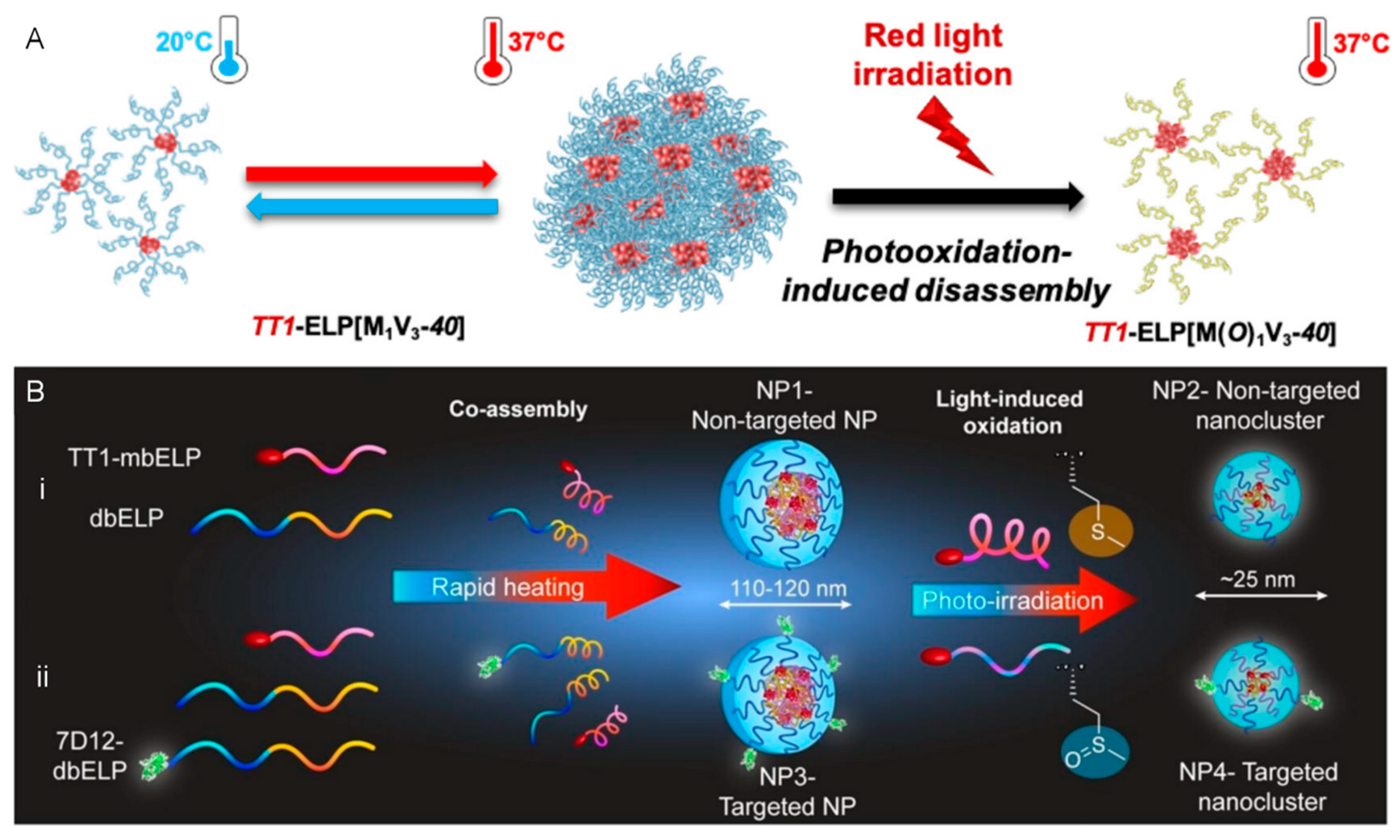 Pharmaceutics 16 00218 g009