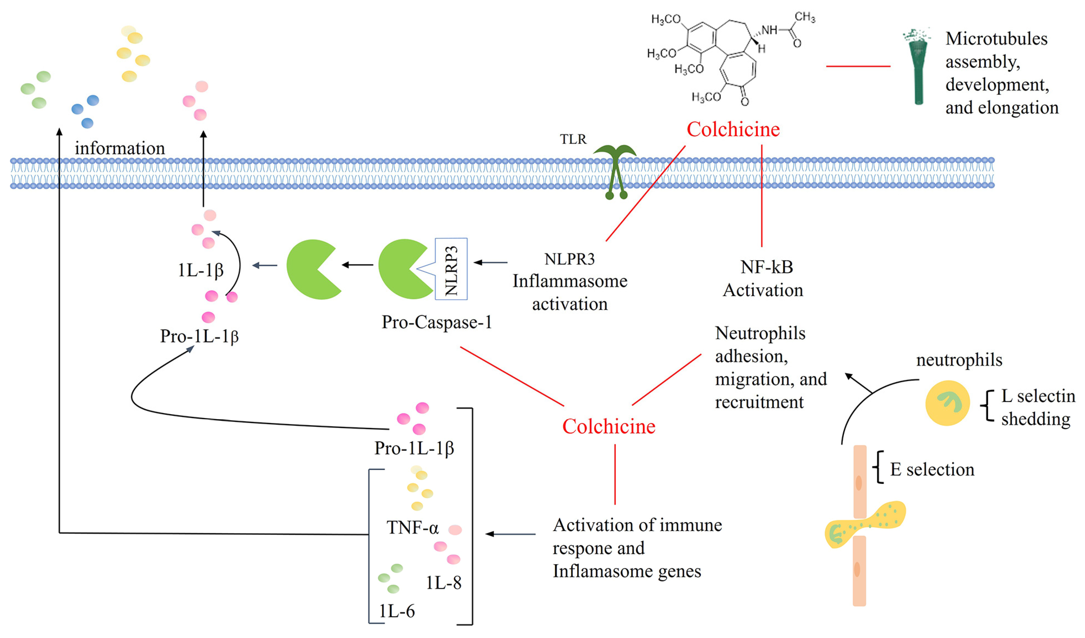 Pharmaceutics 16 00222 g001