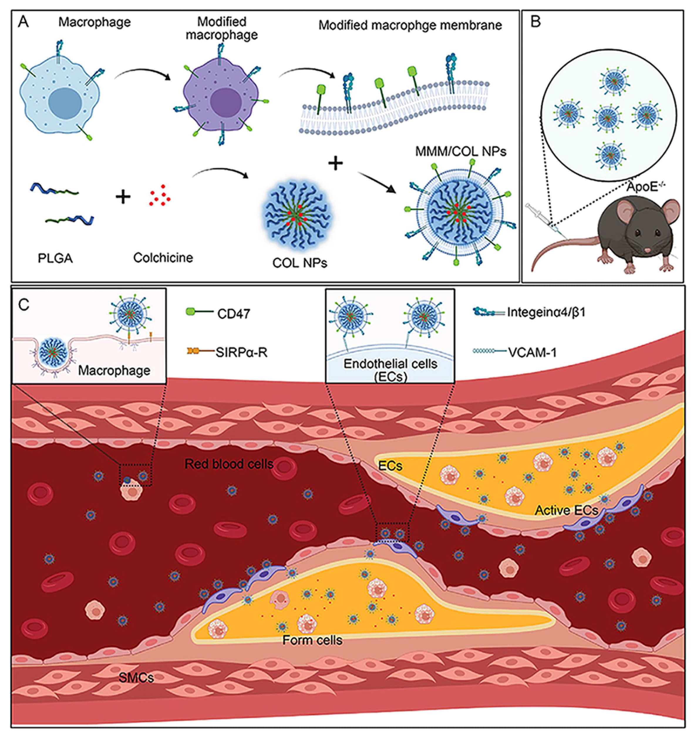 Pharmaceutics 16 00222 g008