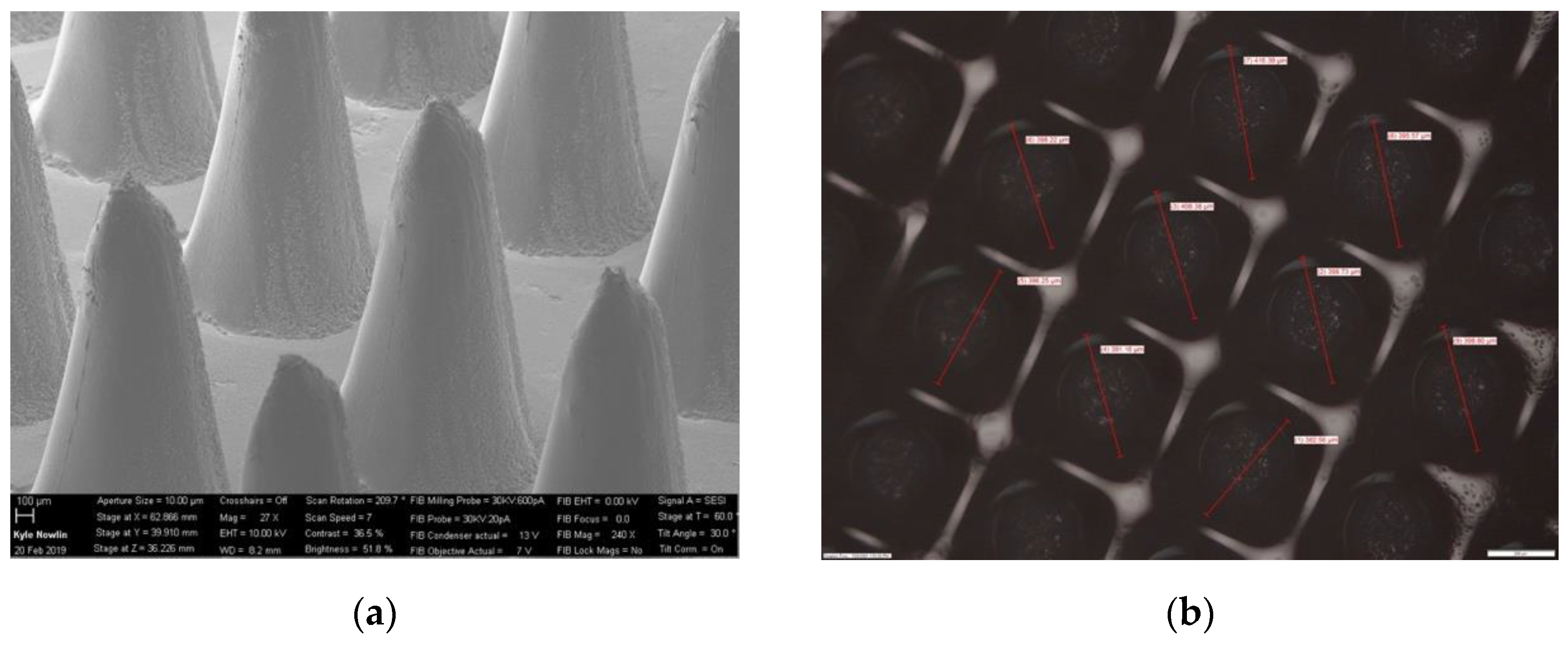 Pharmaceutics 16 00237 g005