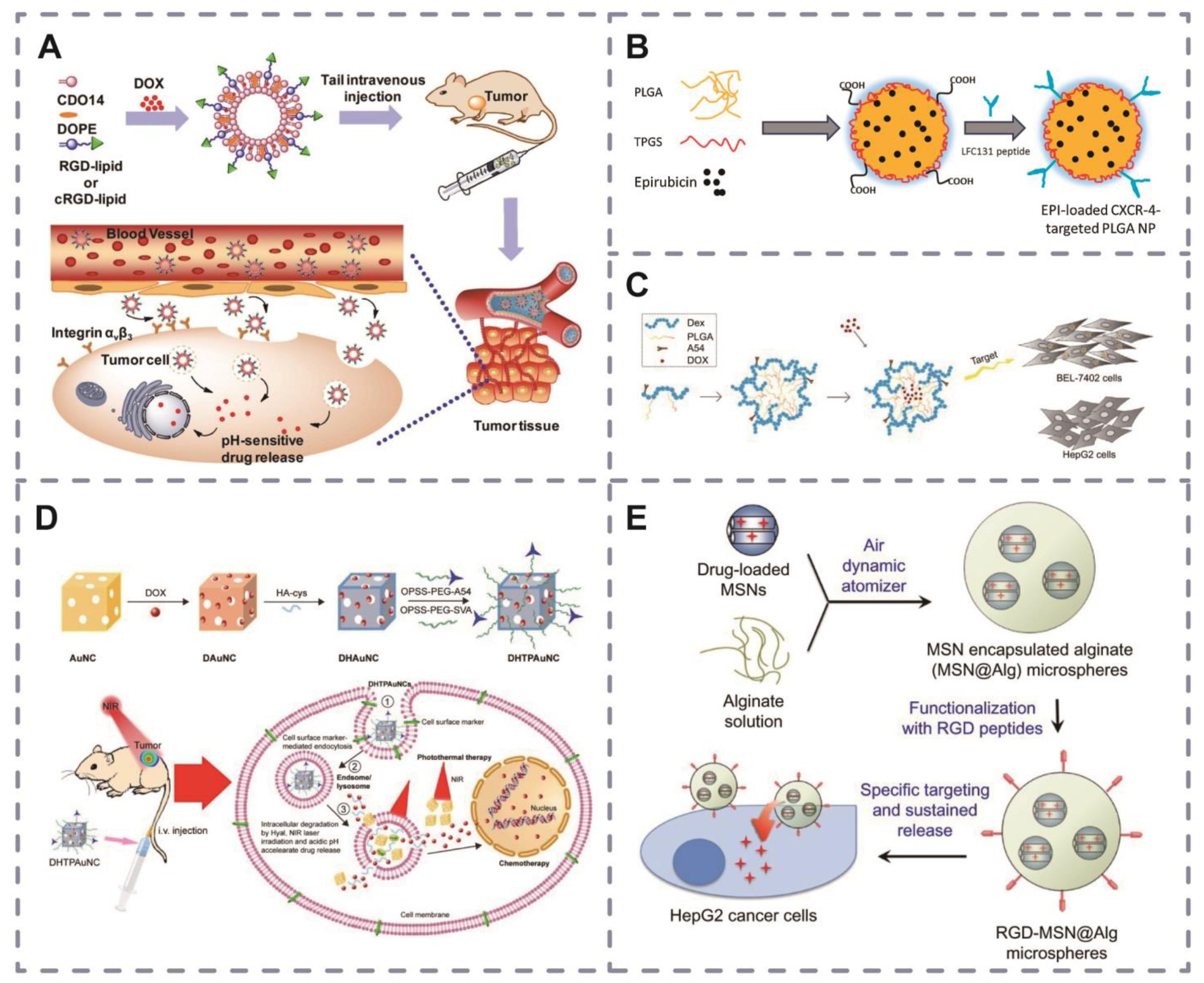 ベスト Peptide-Mediated Nanocarriers for Targeted Drug Delivery