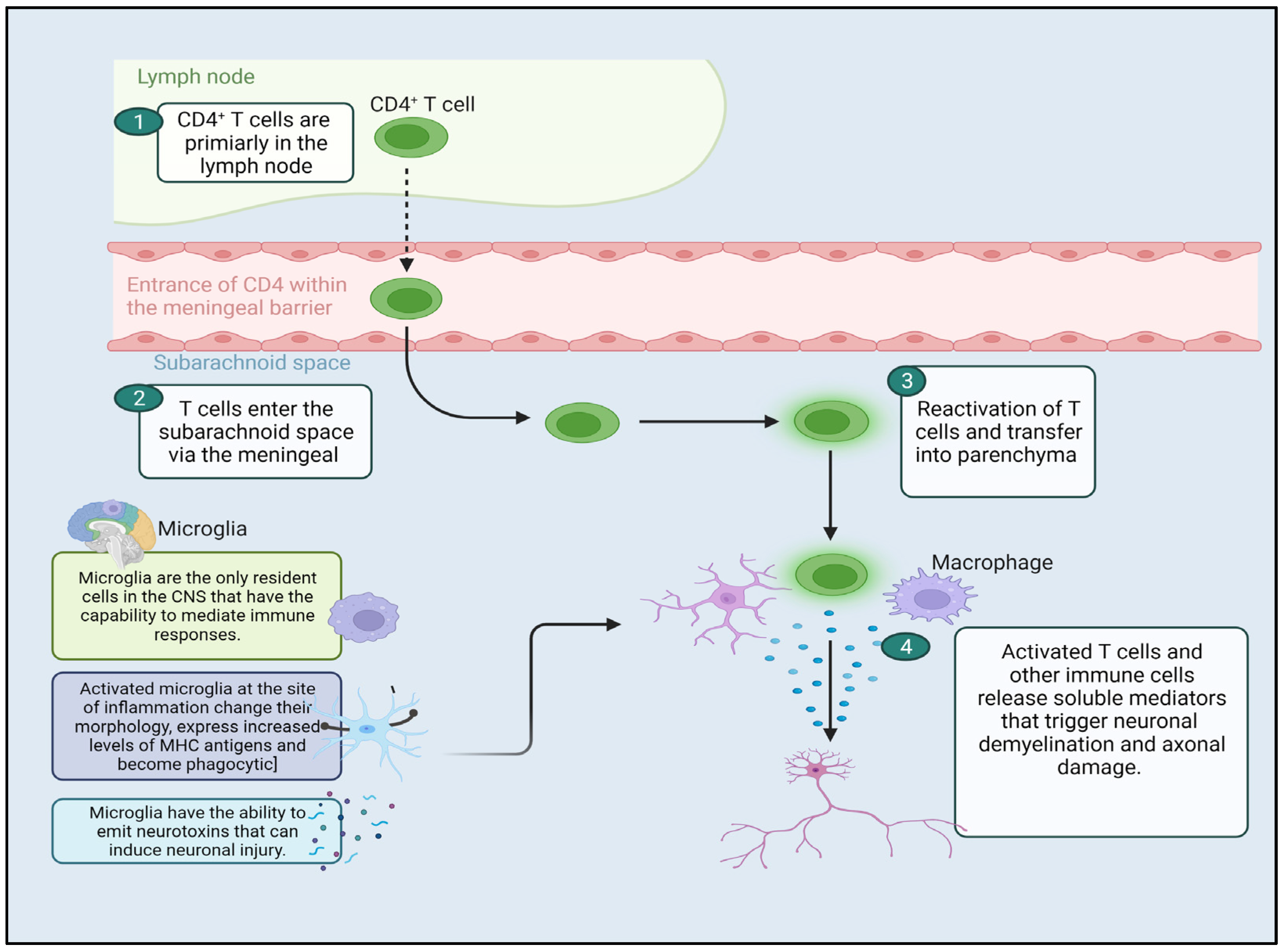 Pharmaceutics 16 00241 g001